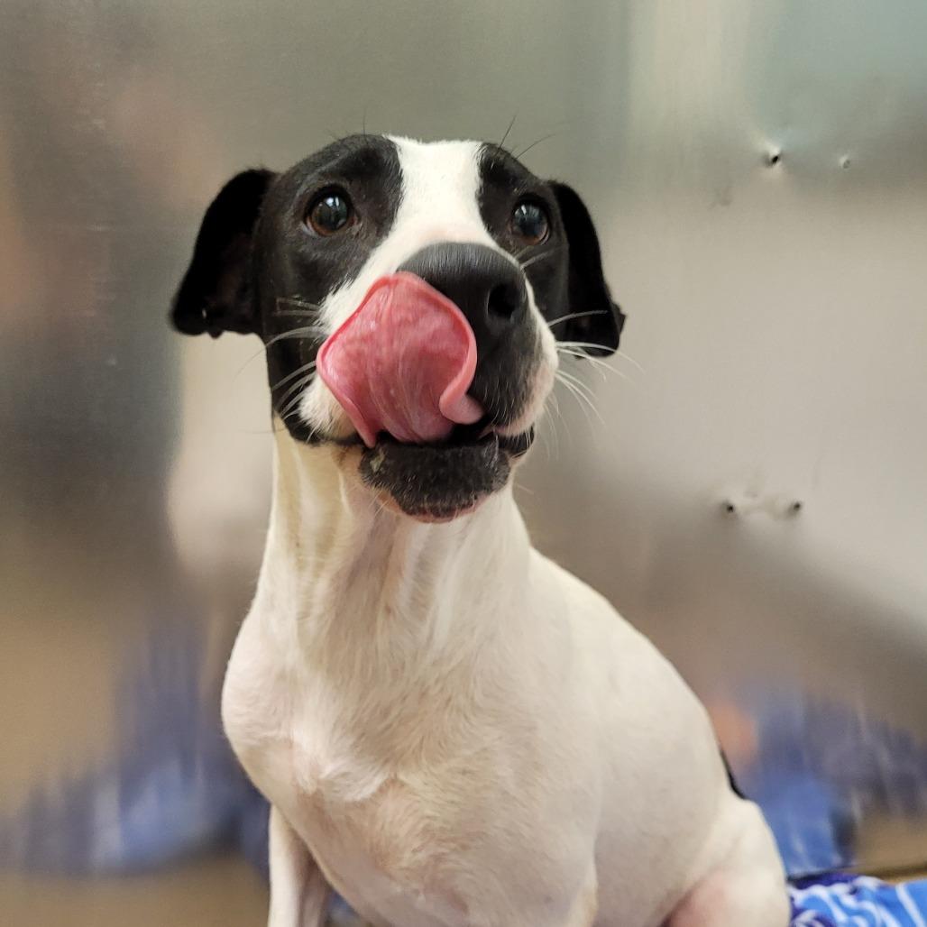 Enlarge Mariyha, a Adoptable mixed breed in Corpus Christi, TX image 3/6