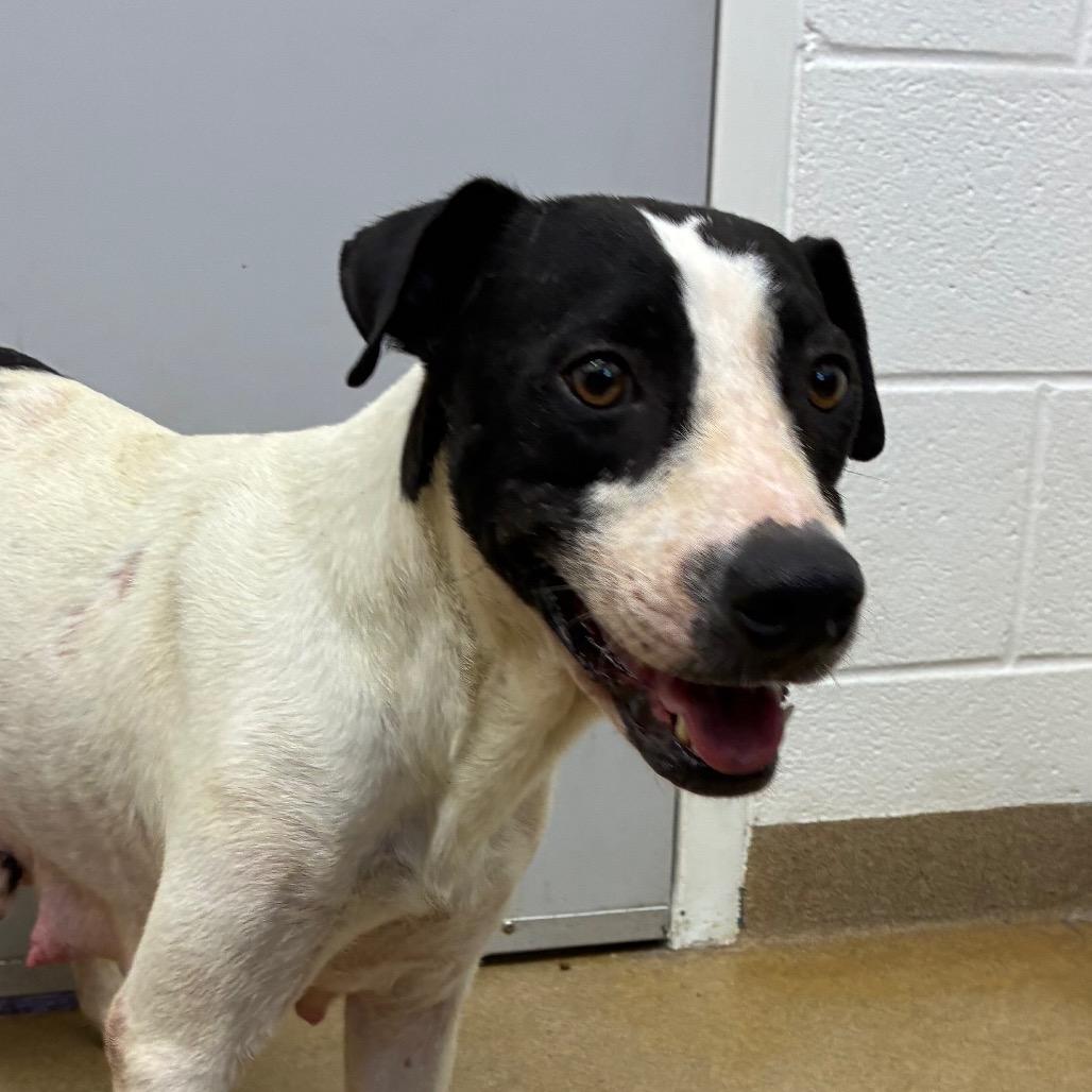 Enlarge Mariyha, a Adoptable mixed breed in Corpus Christi, TX image 4/6