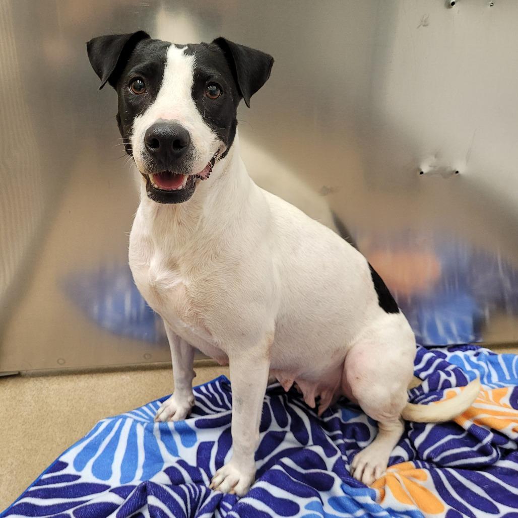 Enlarge Mariyha, a Adoptable mixed breed in Corpus Christi, TX image 5/6