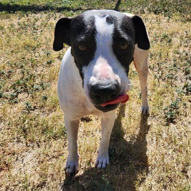 Enlarge Mariyha, a Adoptable mixed breed in Corpus Christi, TX image 6/6