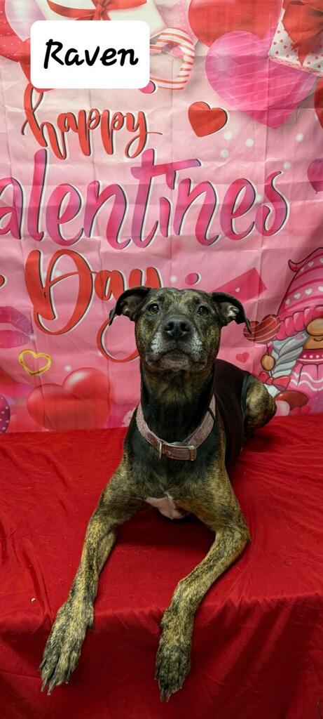 Raven, ADOPTABLE, Adult Female Labrador Retriever & Pit Bull Terrier.