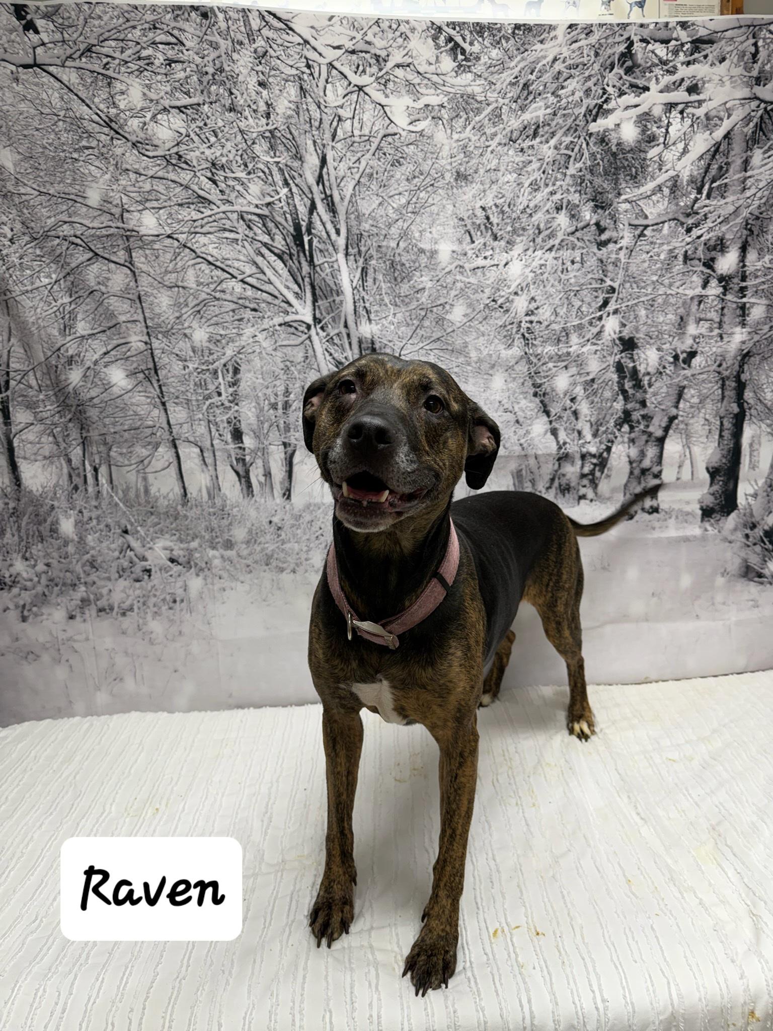 Enlarge Raven, a ADOPTABLE mixed breed in Urbana, OH image 1/1