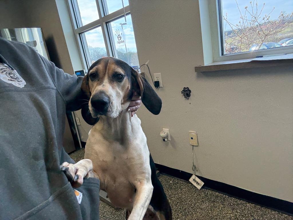 Mandie, Adoptable, Adult Female Mixed Breed.