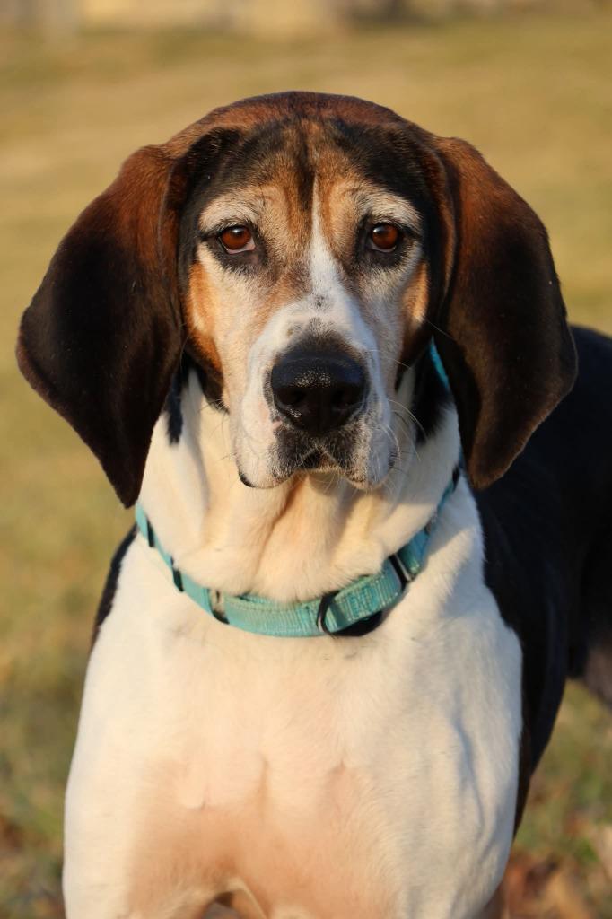 Mandie, Adoptable, Adult Female Mixed Breed.