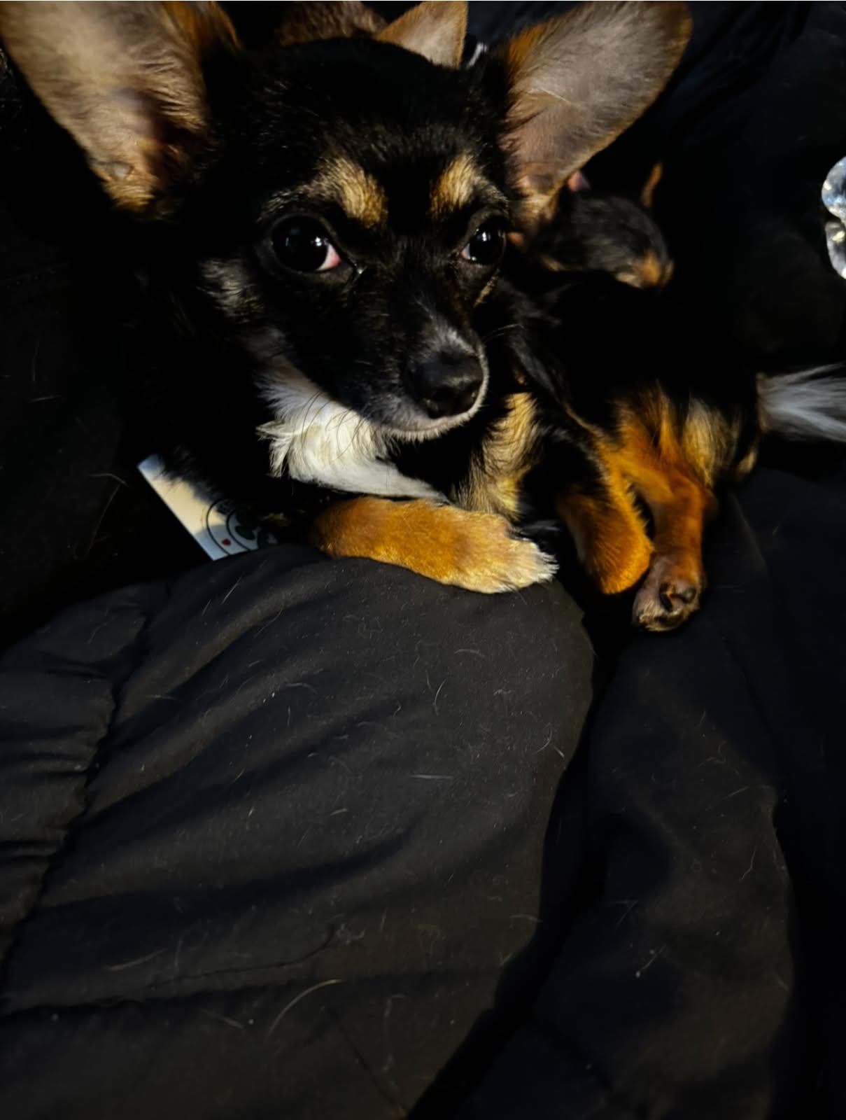 Enlarge Karma, an adoptable mixed breed in Grand Rapids, MI image 2/2