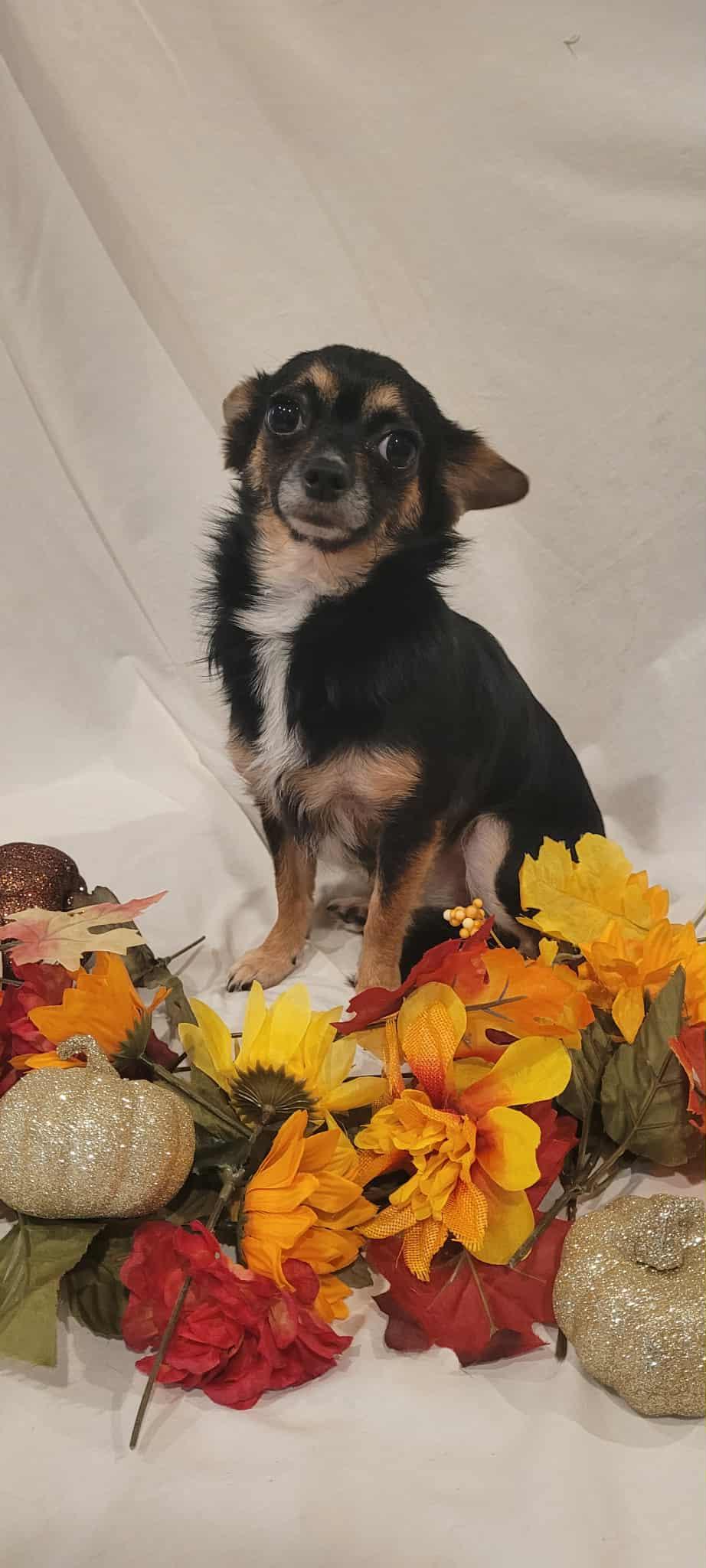 Karma, adoptable, Young Female Yorkshire Terrier.