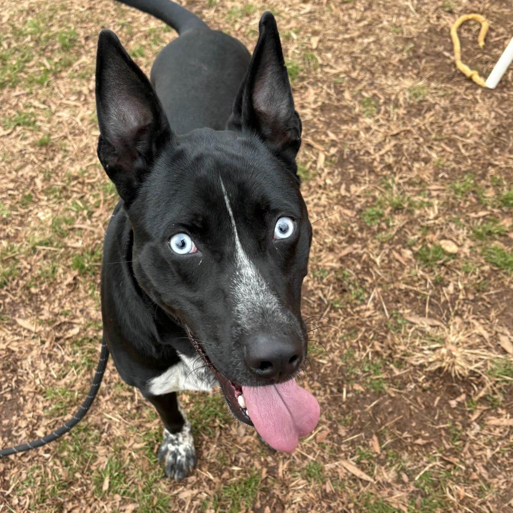 Bleu/Wasp, Adoptable, Adult Male Cattle Dog.