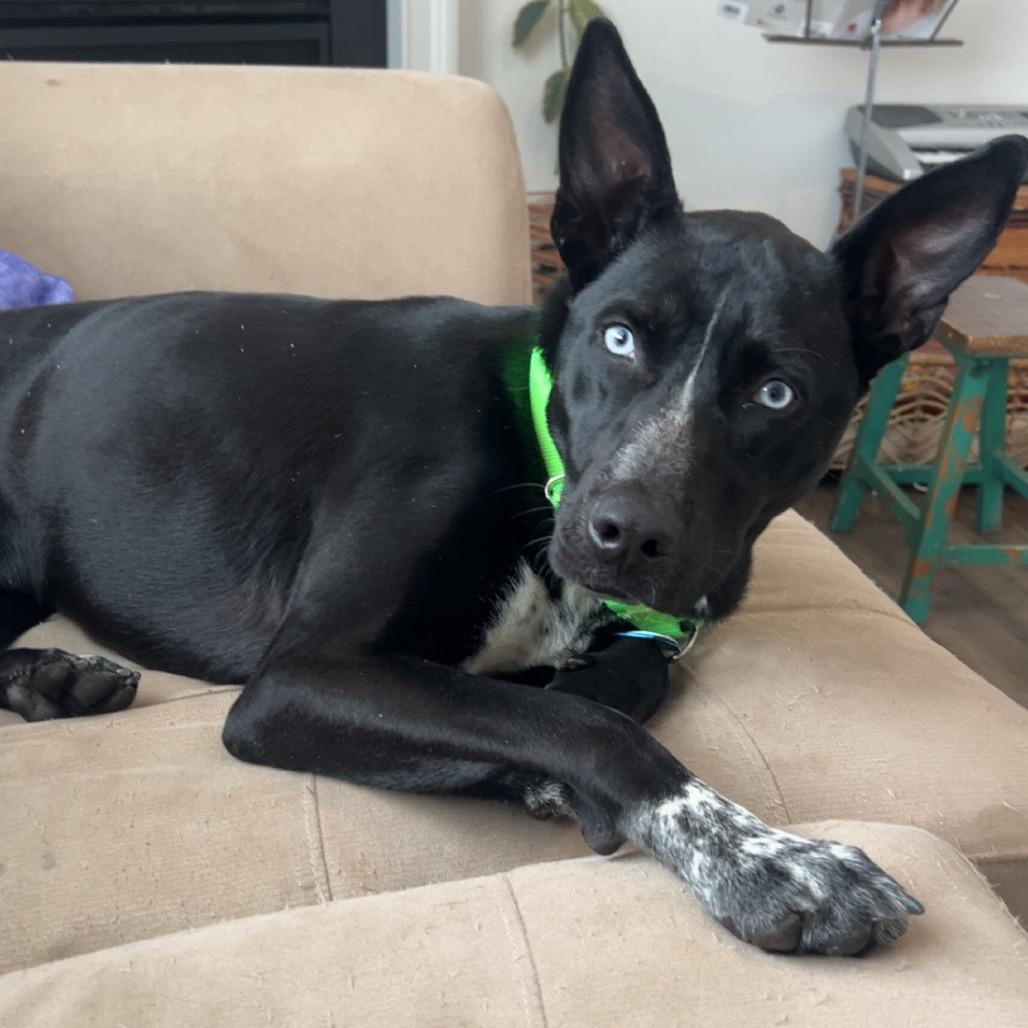 Enlarge Bleu/Wasp, a Adoptable mixed breed in Greenville, SC image 3/6