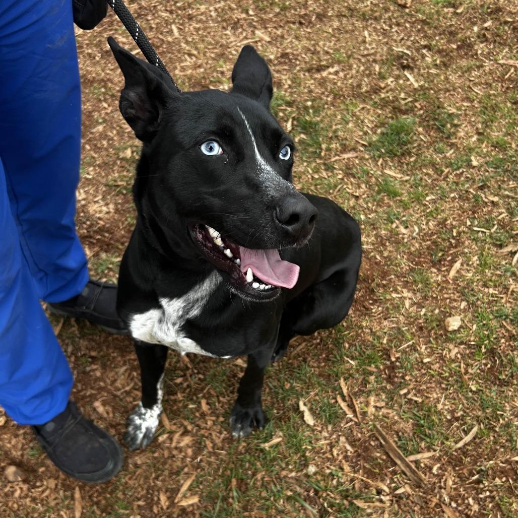 Enlarge Bleu/Wasp, a Adoptable mixed breed in Greenville, SC image 4/6