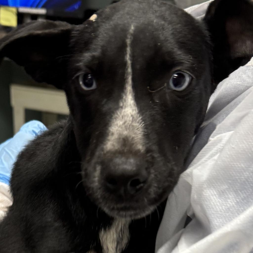 Enlarge Bleu/Wasp, a Adoptable mixed breed in Greenville, SC image 5/6