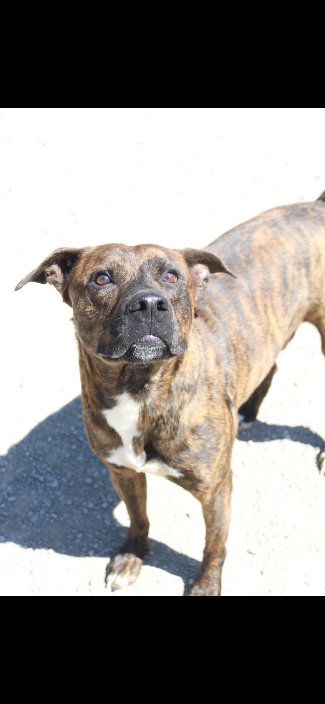 Enlarge Hercules, a Adoptable mixed breed in Berea, KY image 1/2