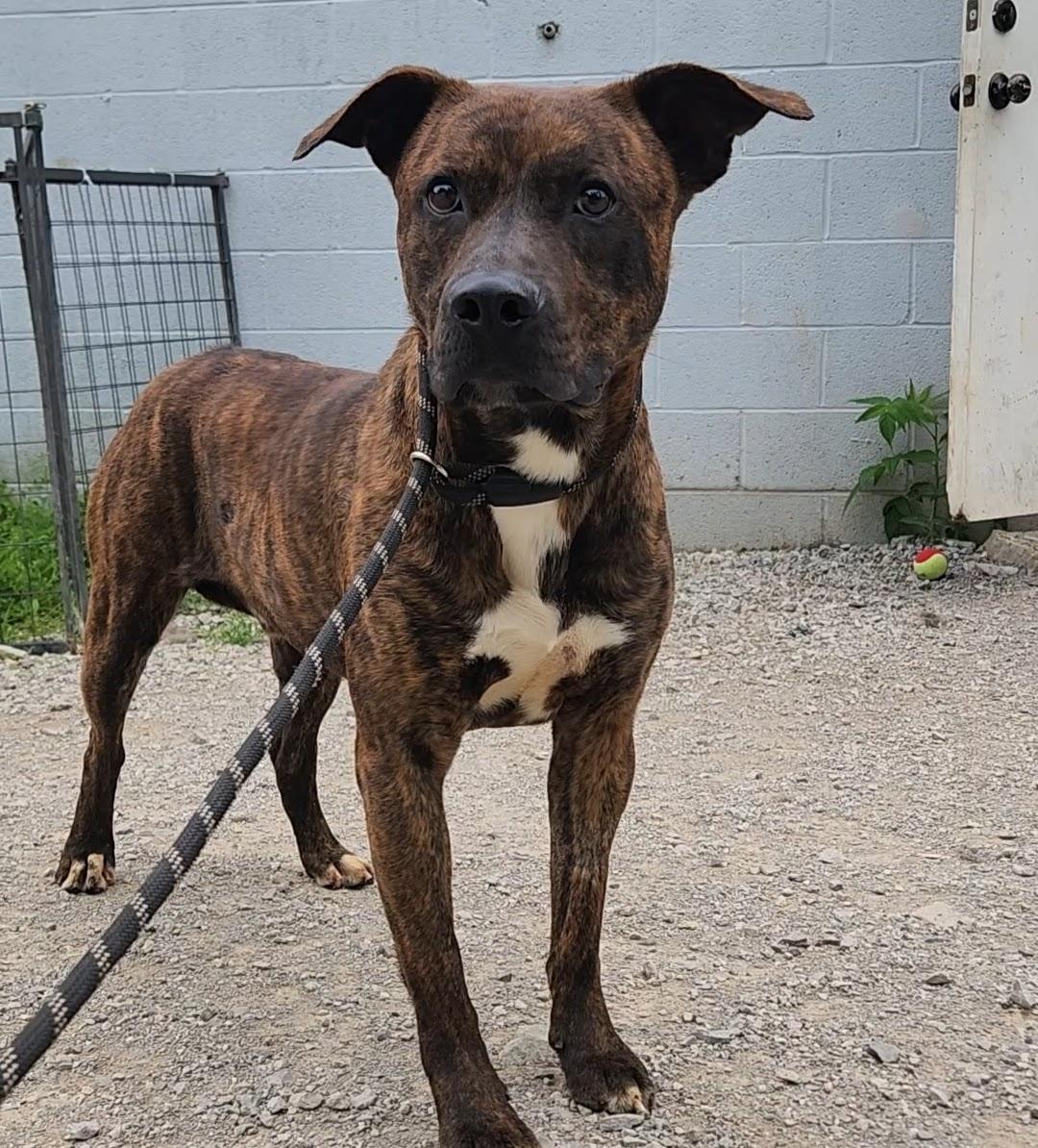 Enlarge Hercules, a Adoptable mixed breed in Berea, KY image 1/1