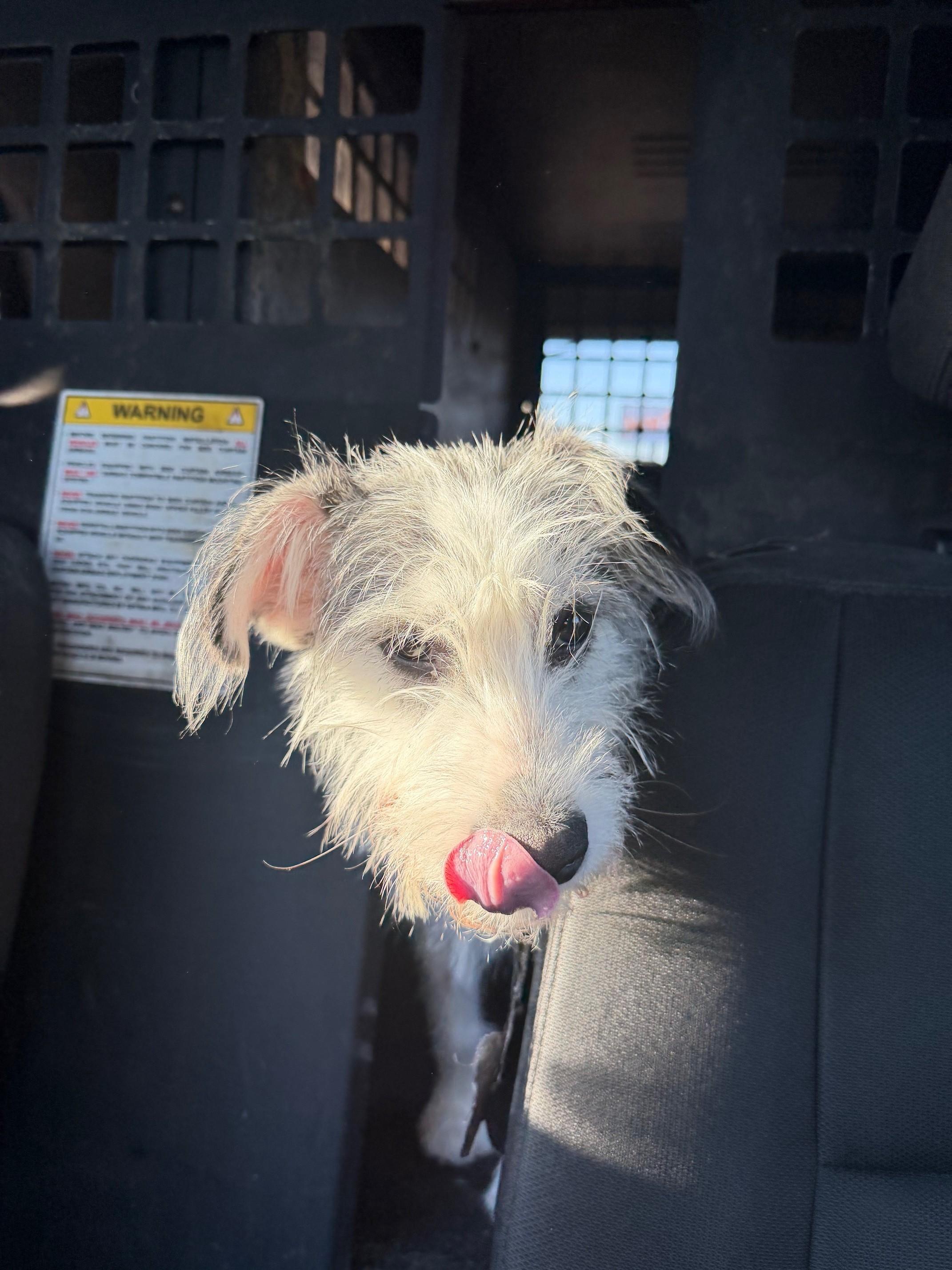 Snoopy, Adopted, Young Male Wirehaired Terrier.