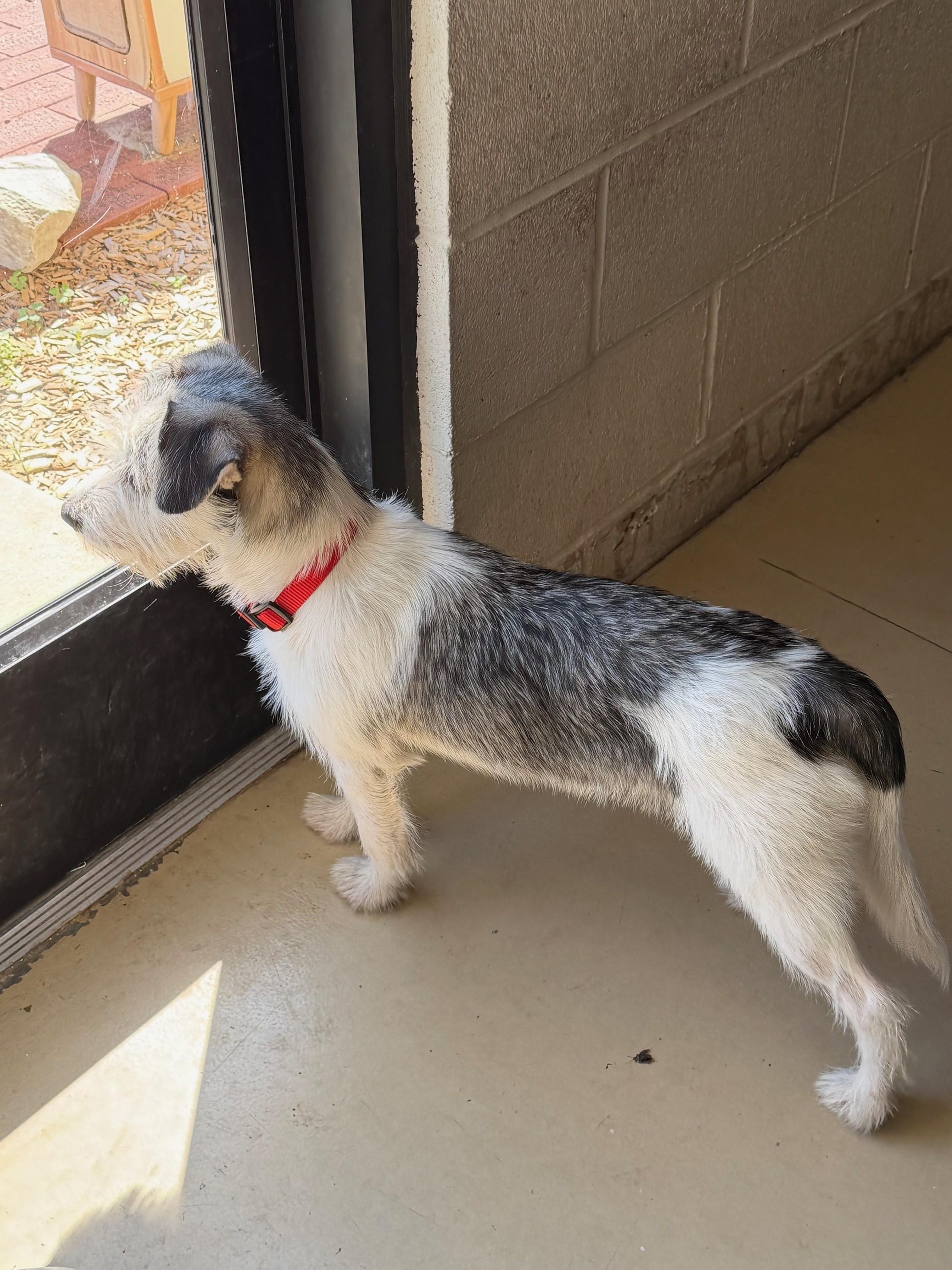 Enlarge Snoopy, a Adopted Wirehaired Terrier in Tullahoma, TN image 2/5