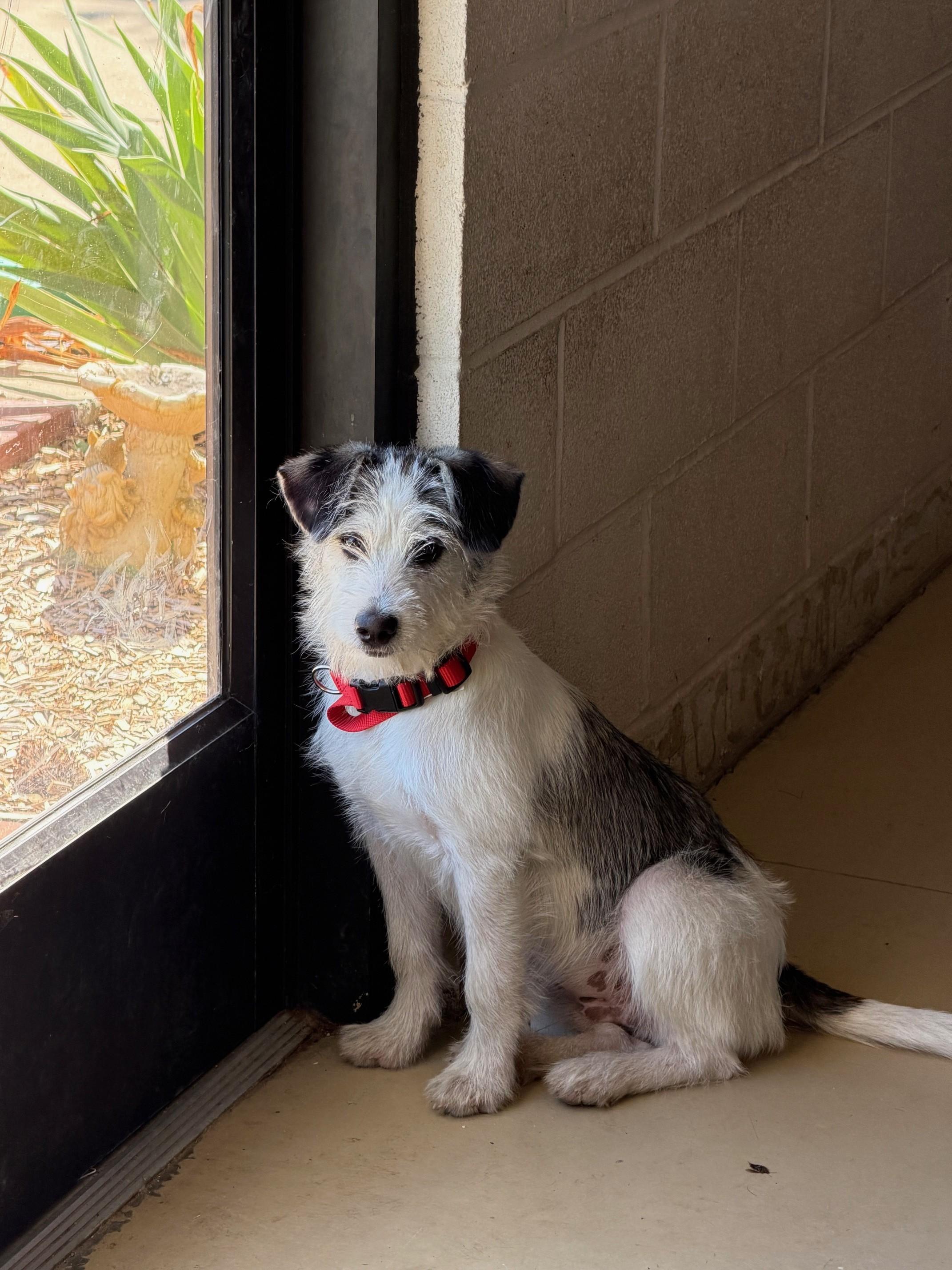 Enlarge Snoopy, a Adopted Wirehaired Terrier in Tullahoma, TN image 3/5
