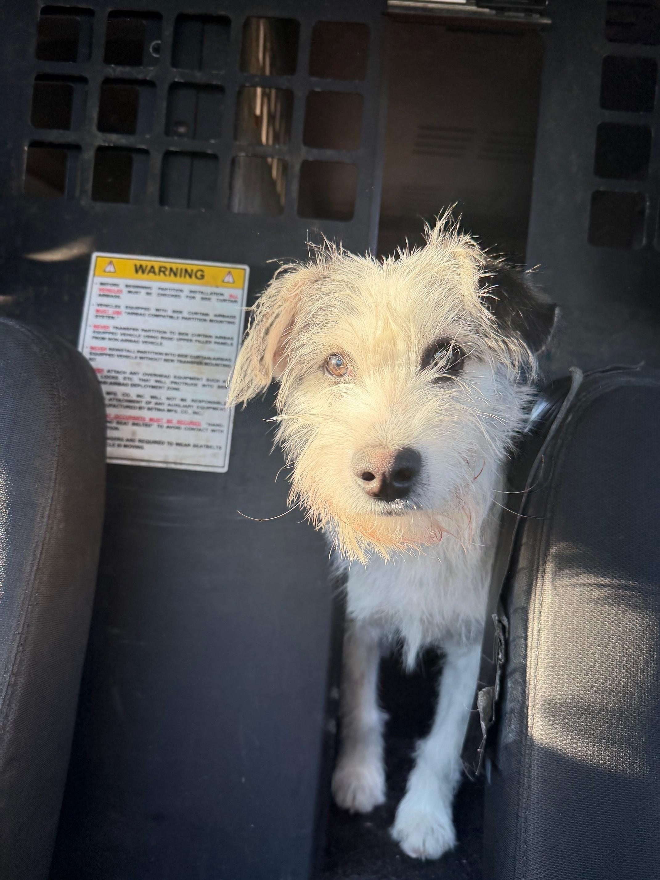 Snoopy, Adopted, Young Male Wirehaired Terrier.