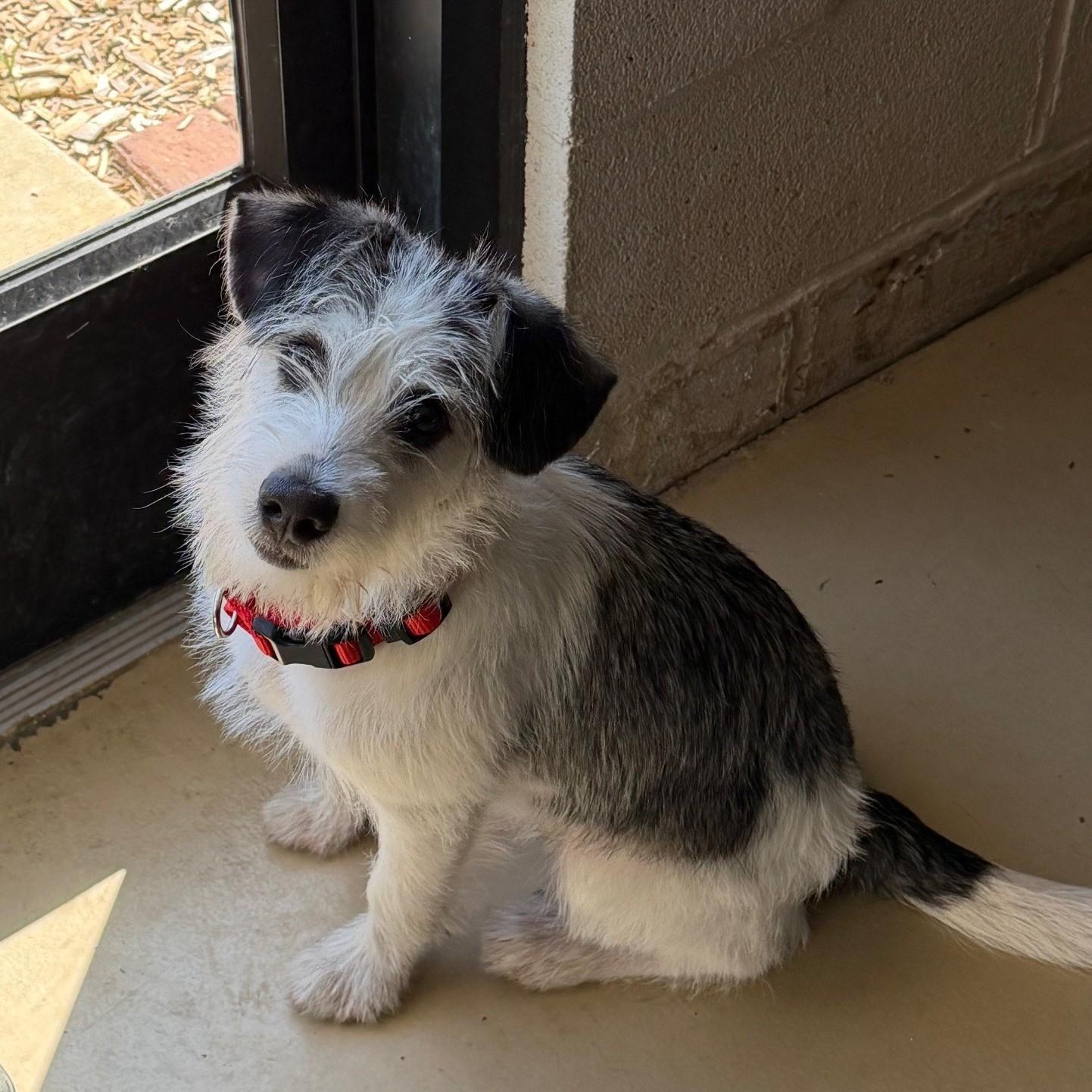 Enlarge Snoopy, a Adopted Wirehaired Terrier in Tullahoma, TN image 5/5