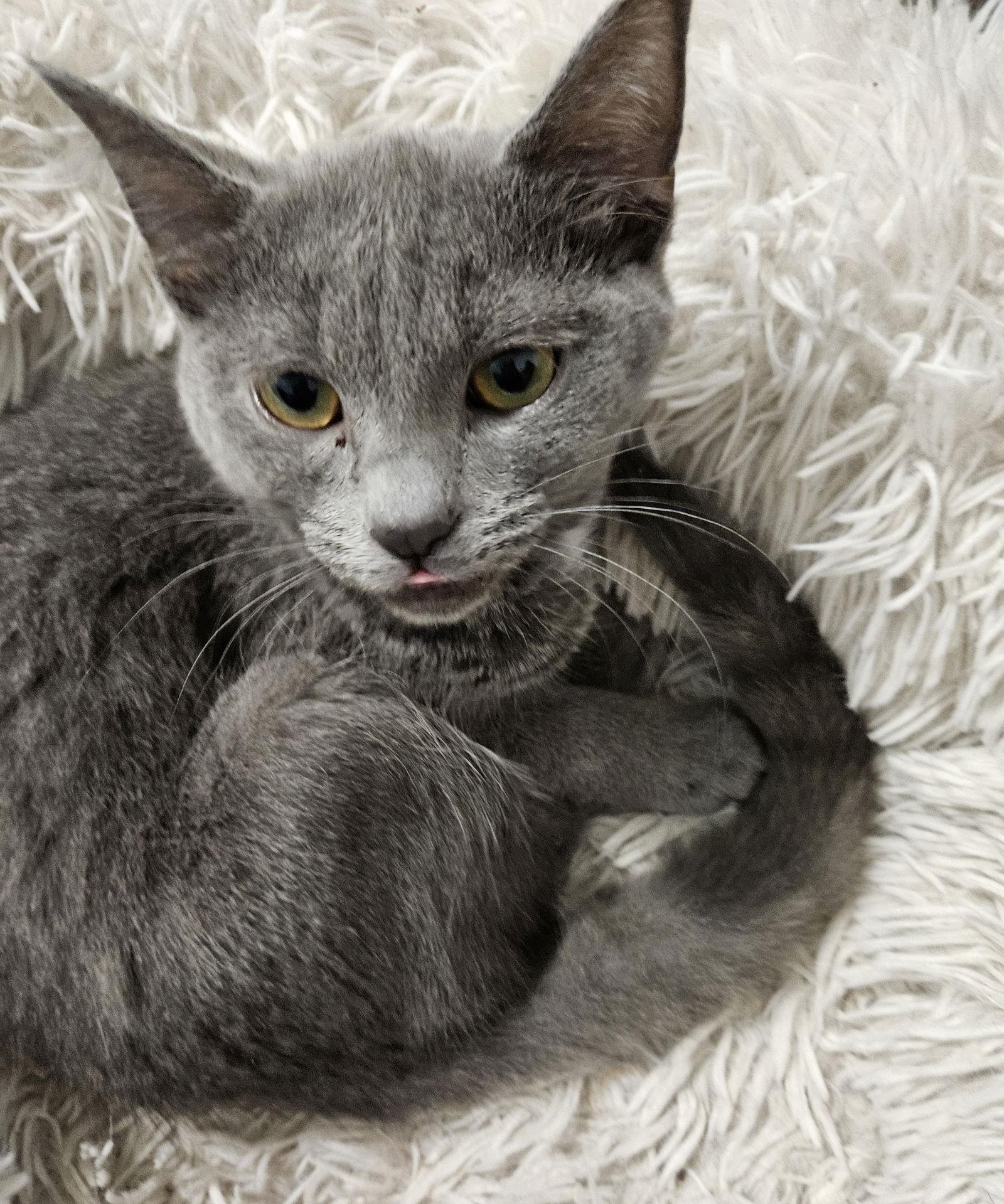 Francis, Adoptable, Young Female Domestic Short Hair.