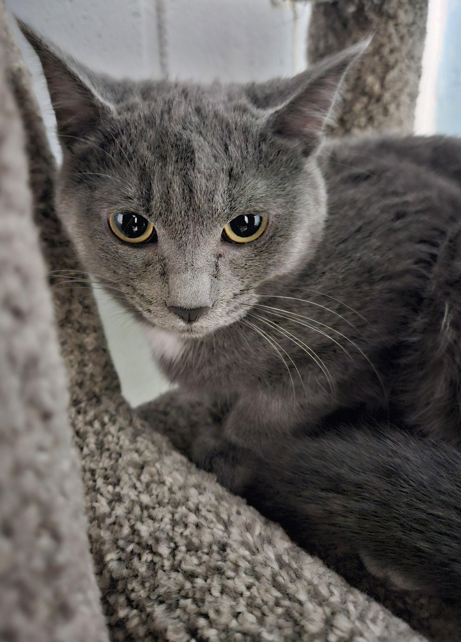 Enlarge Francis, a Adoptable Domestic Short Hair in Greenfield, IN image 2/2