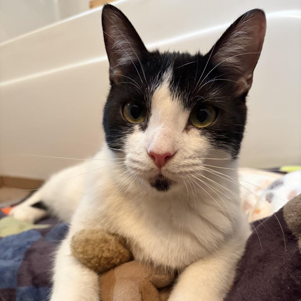 Raisin, Adoptable, Young Male Domestic Short Hair.