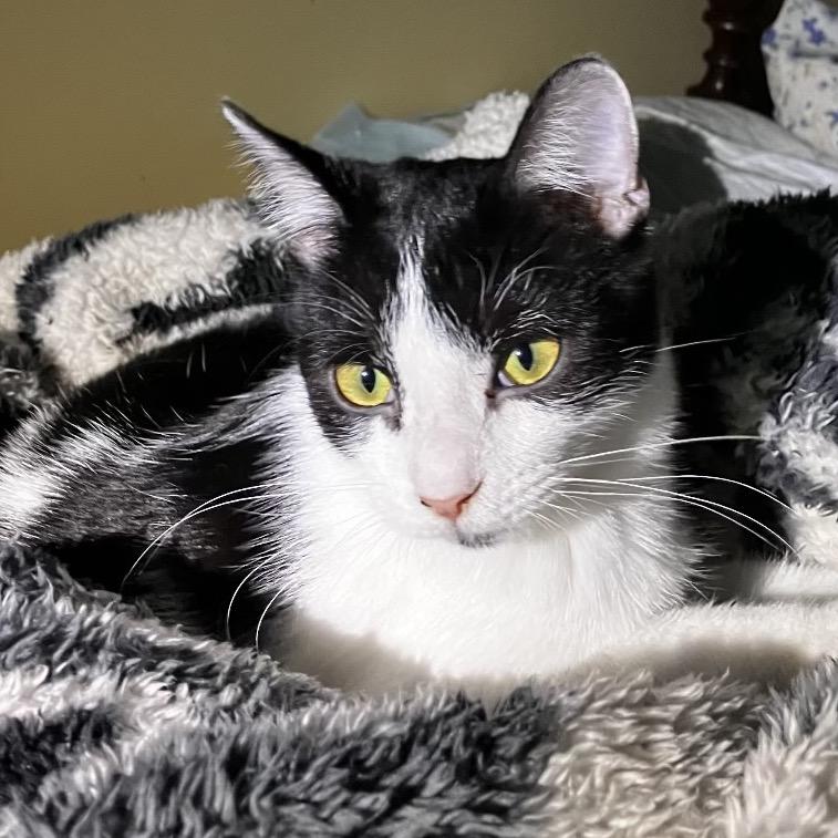 Enlarge Raisin, a Adoptable Domestic Short Hair in Nashville, TN image 2/5