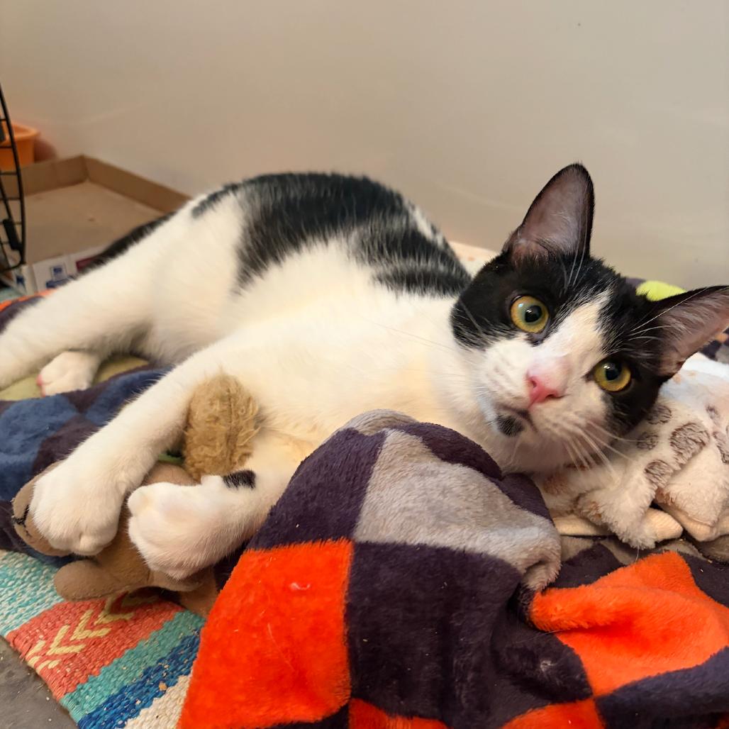 Enlarge Raisin, a Adoptable Domestic Short Hair in Nashville, TN image 3/5