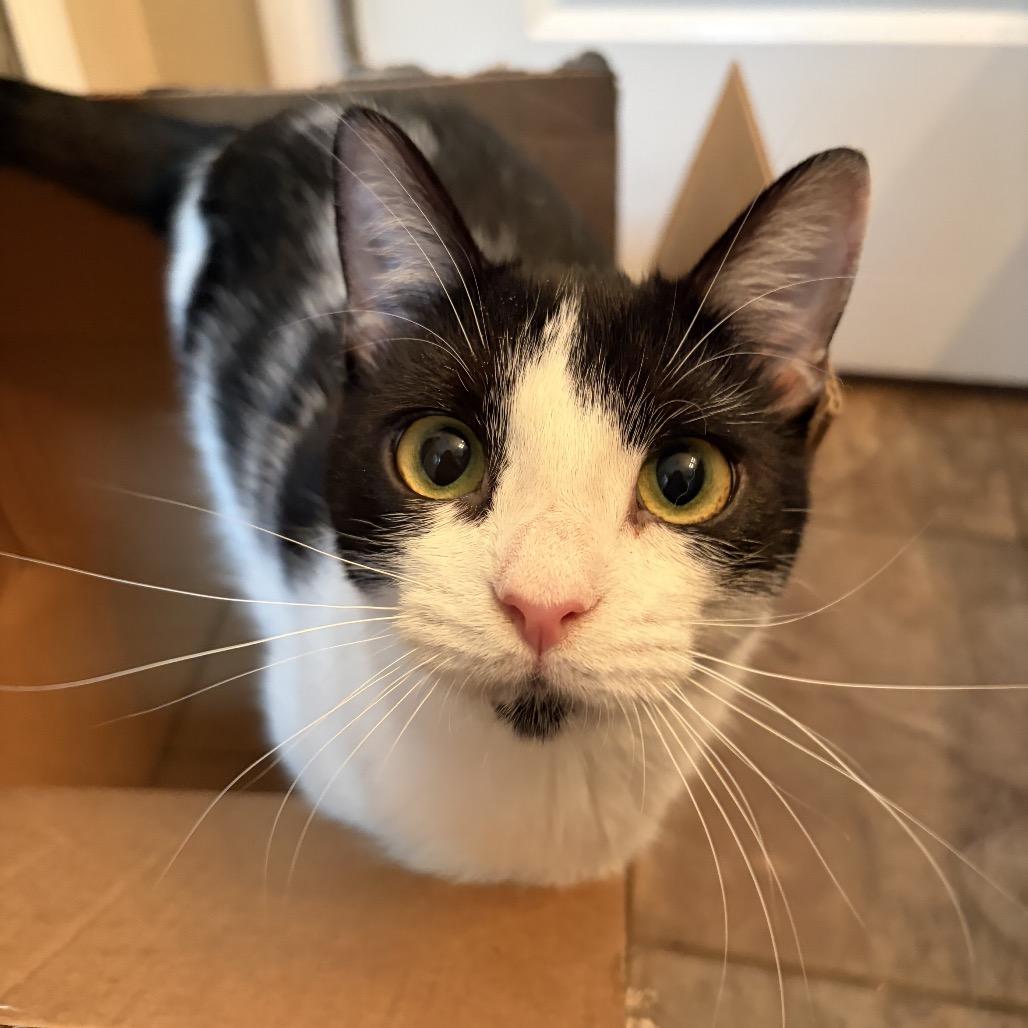 Enlarge Raisin, a Adoptable Domestic Short Hair in Nashville, TN image 4/5