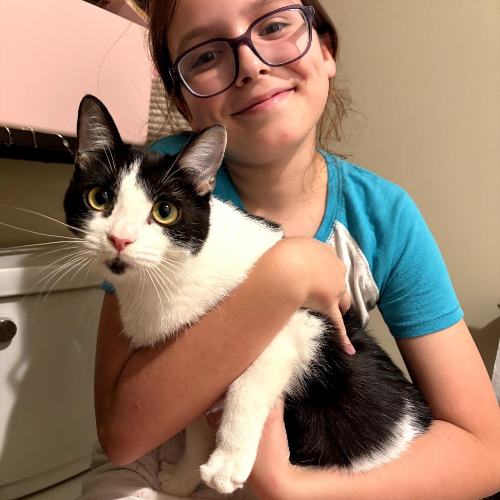 Enlarge Raisin, a Adoptable Domestic Short Hair in Nashville, TN image 5/5