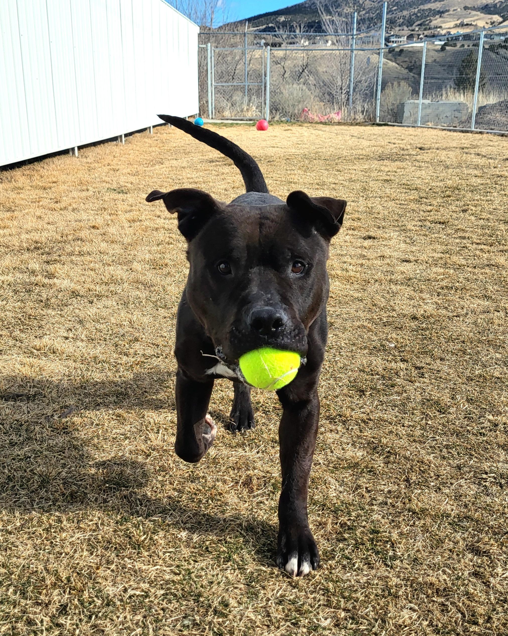 Enlarge Loki 45700, a Adoptable mixed breed in Pocatello, ID image 3/3