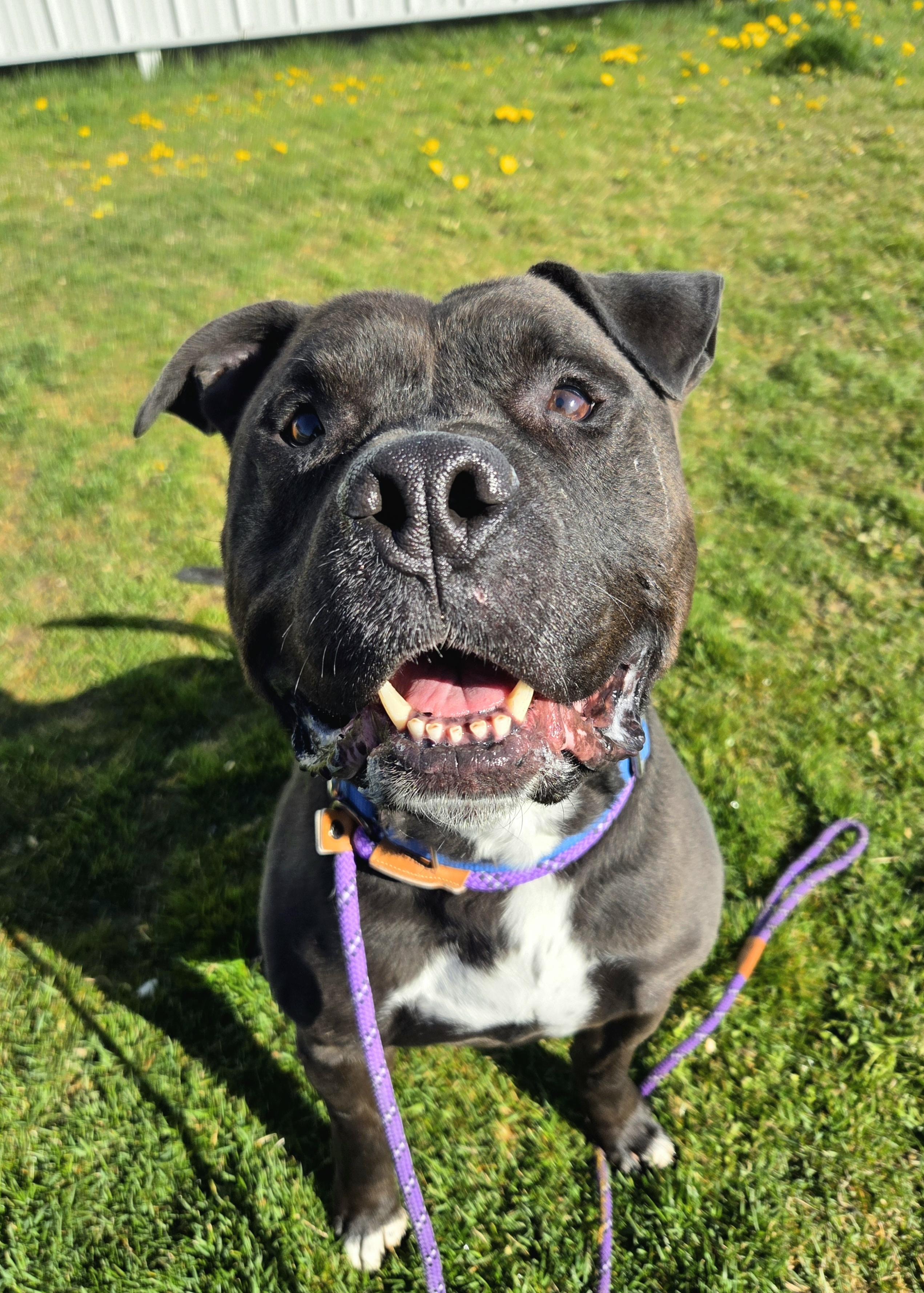 Enlarge Loki 45700, a Adoptable mixed breed in Pocatello, ID image 1/3