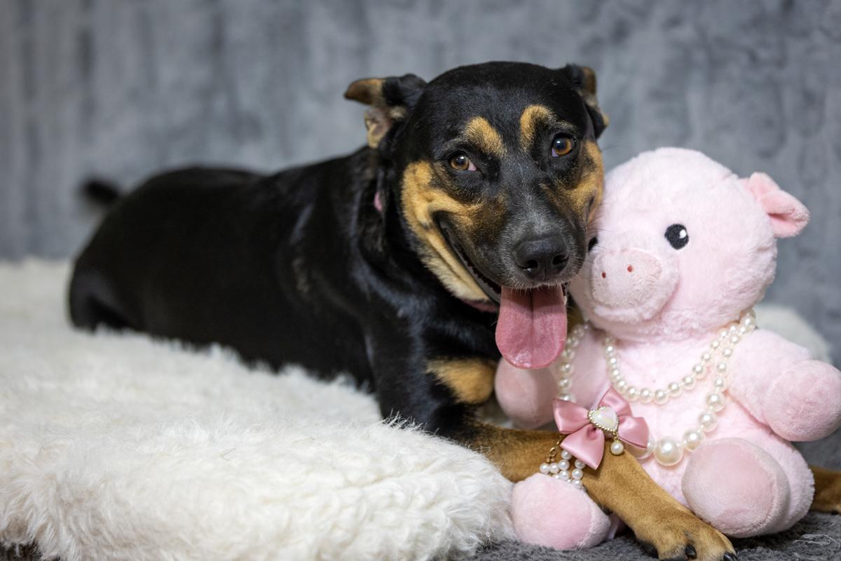 Enlarge Dora Dayton, a Adoptable mixed breed in Pearland, TX image 1/5