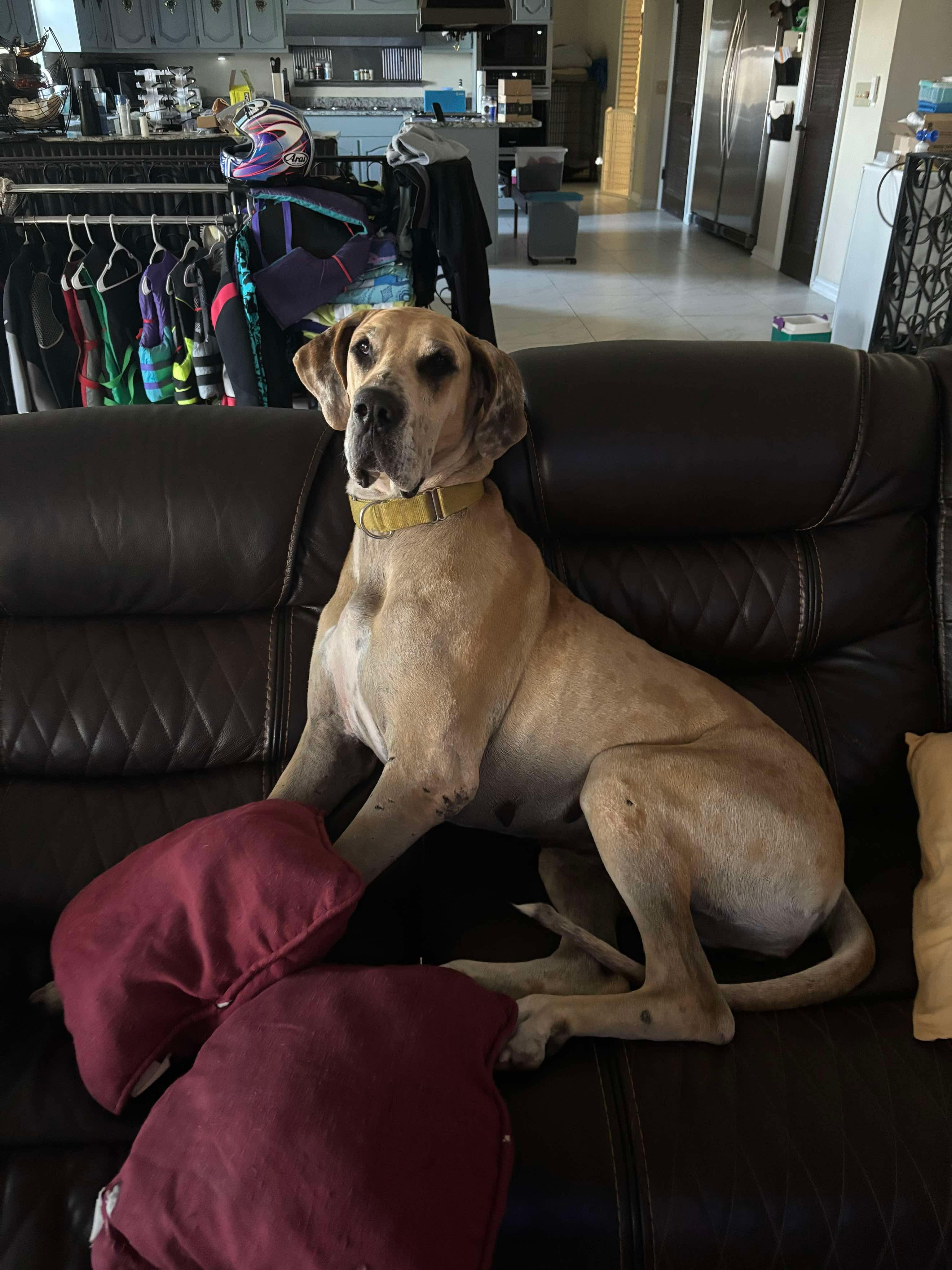 Xena, a Adoptable Great Dane in Pensacola, FL image 2/6