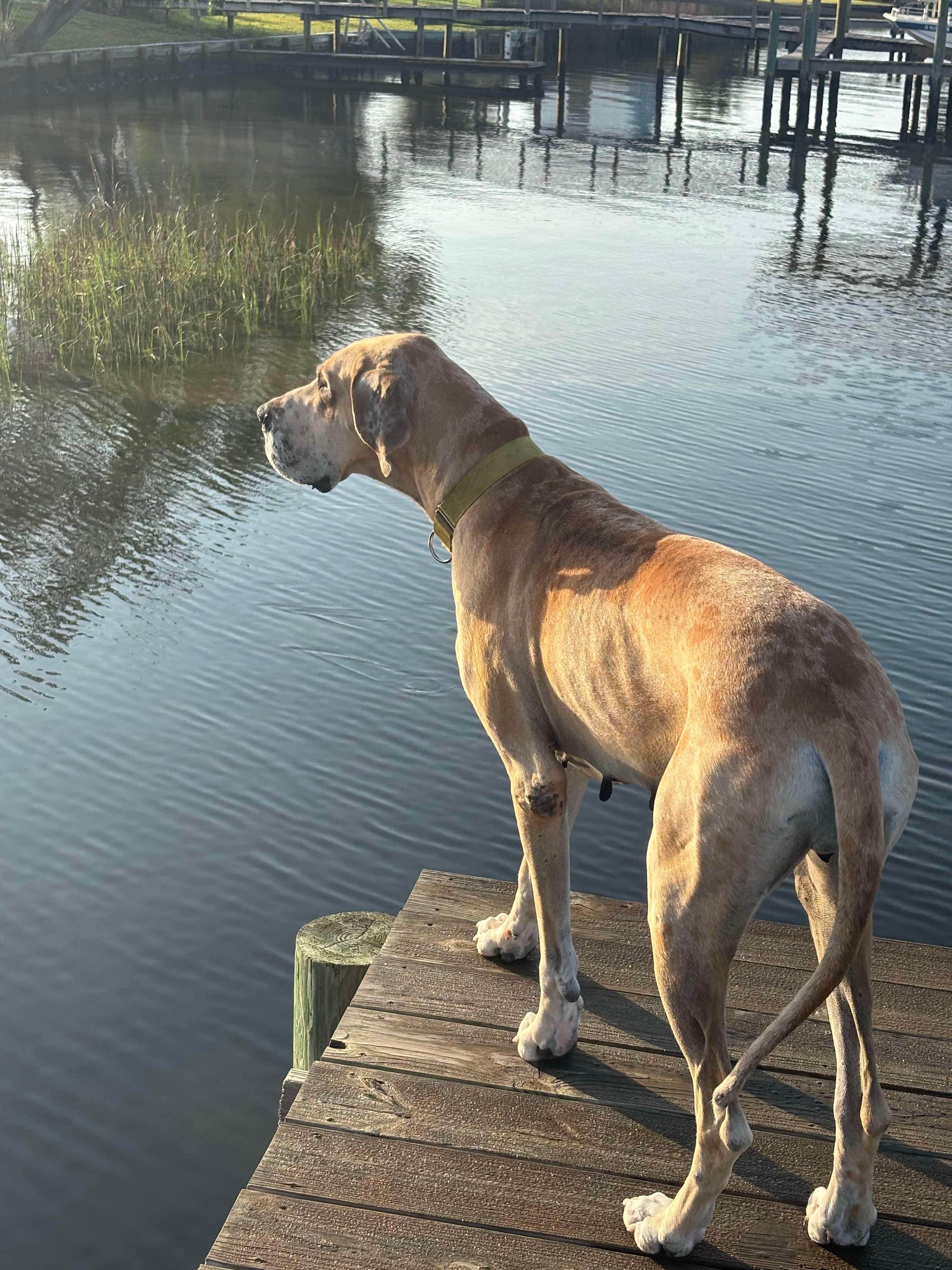 Xena, a Adoptable Great Dane in Pensacola, FL image 3/6