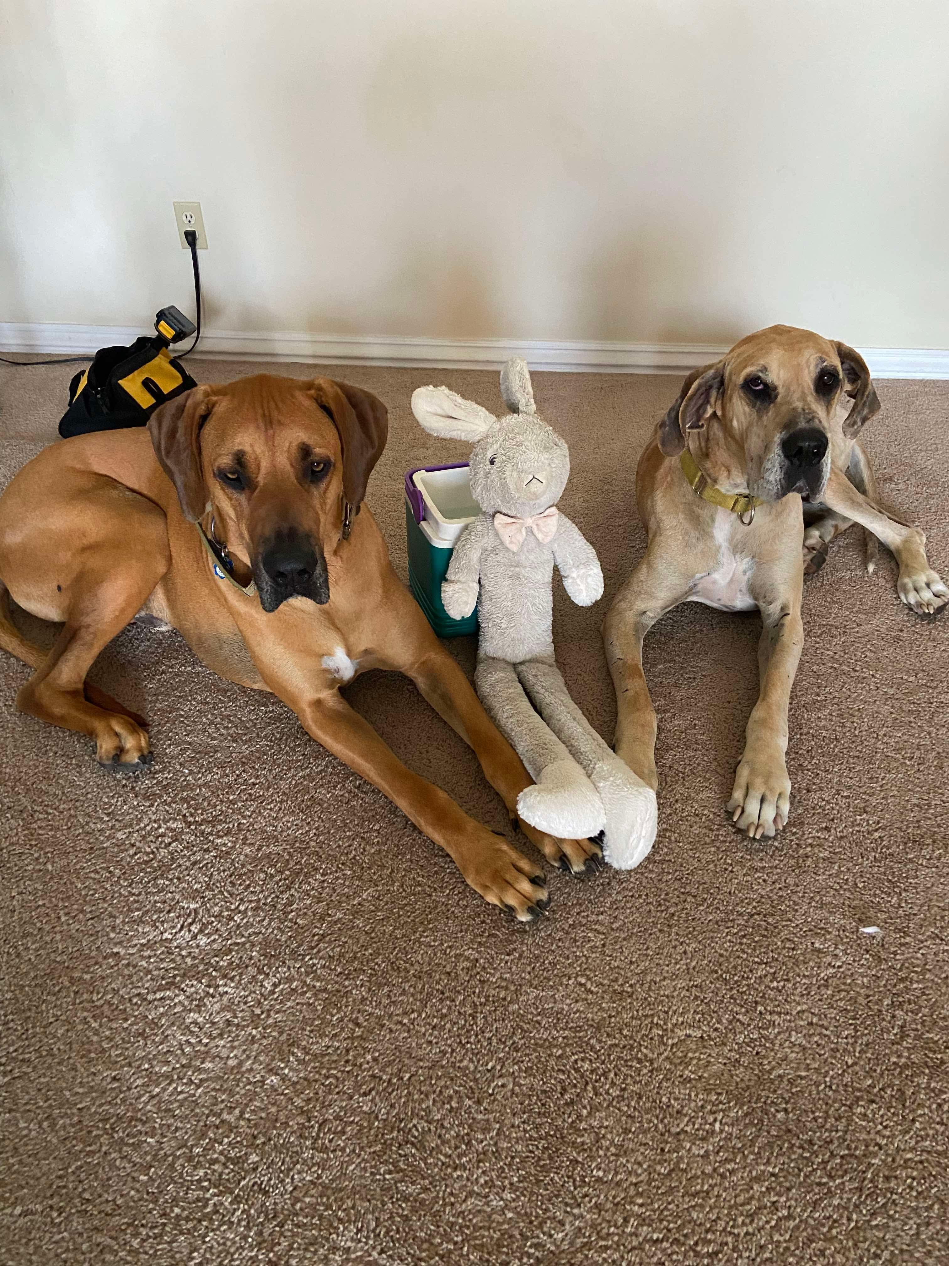 Xena, a Adoptable Great Dane in Pensacola, FL image 4/6