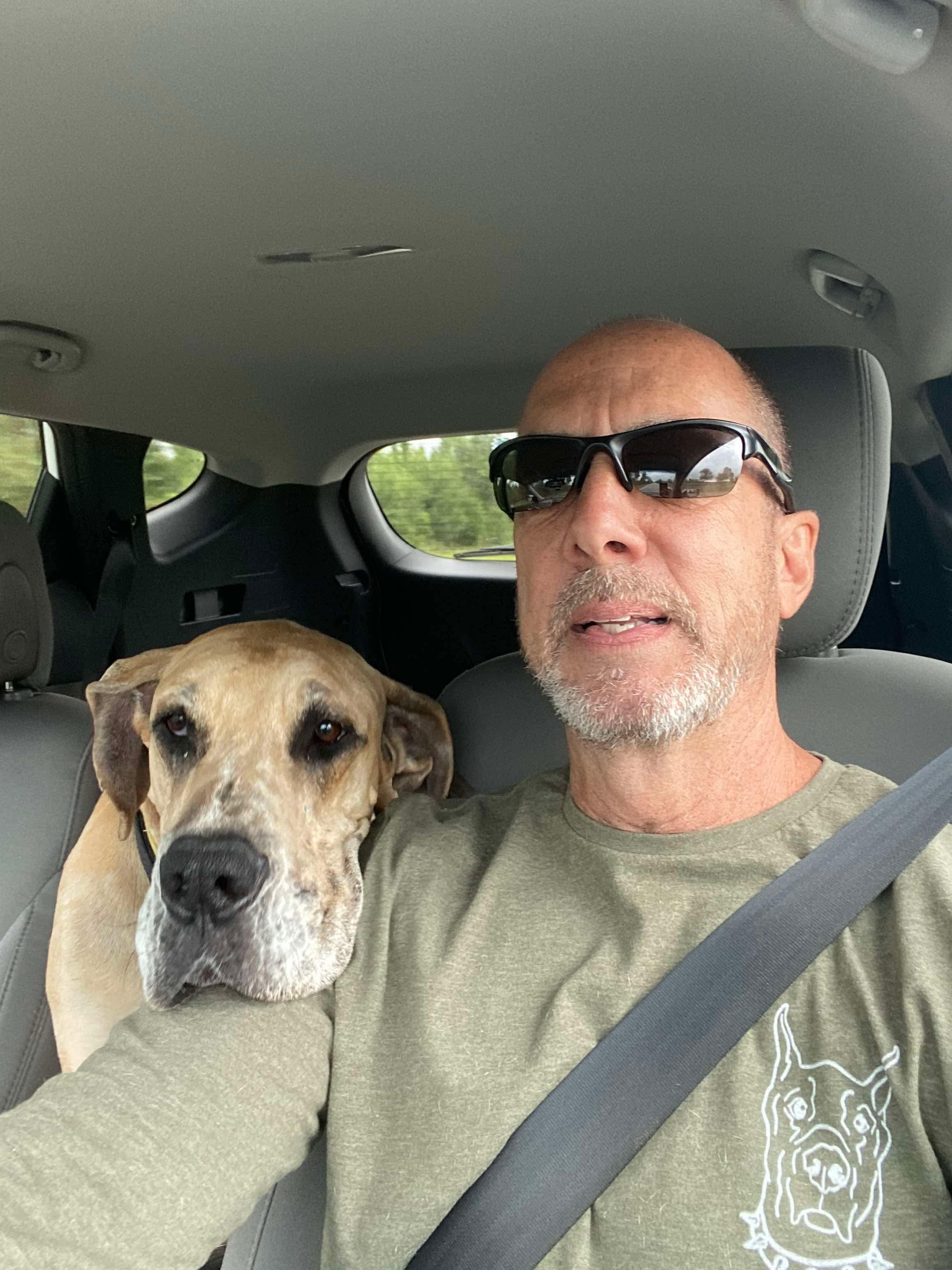 Xena, a Adoptable Great Dane in Pensacola, FL image 5/6