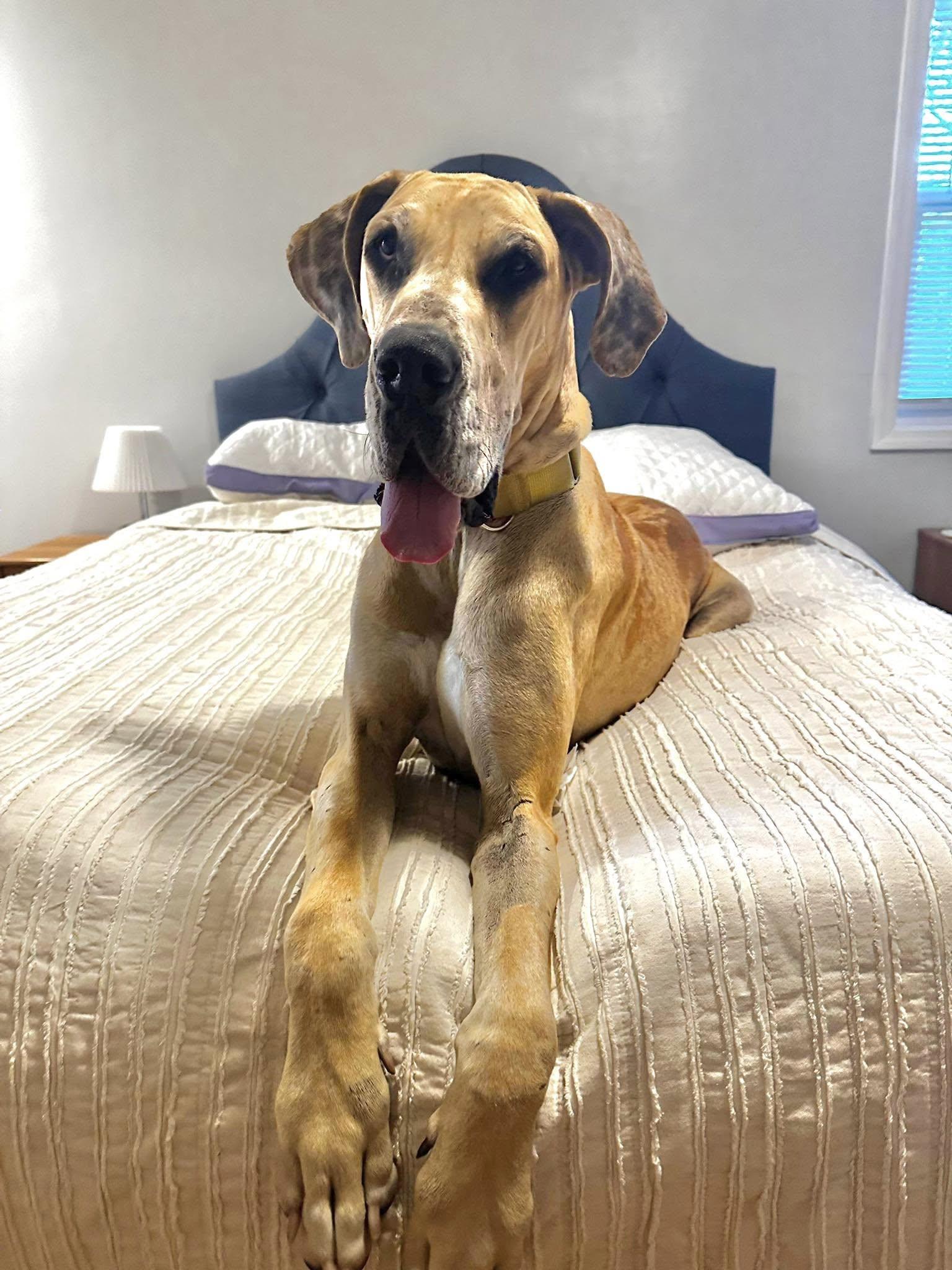 Xena, Adoptable, Adult Female Great Dane.