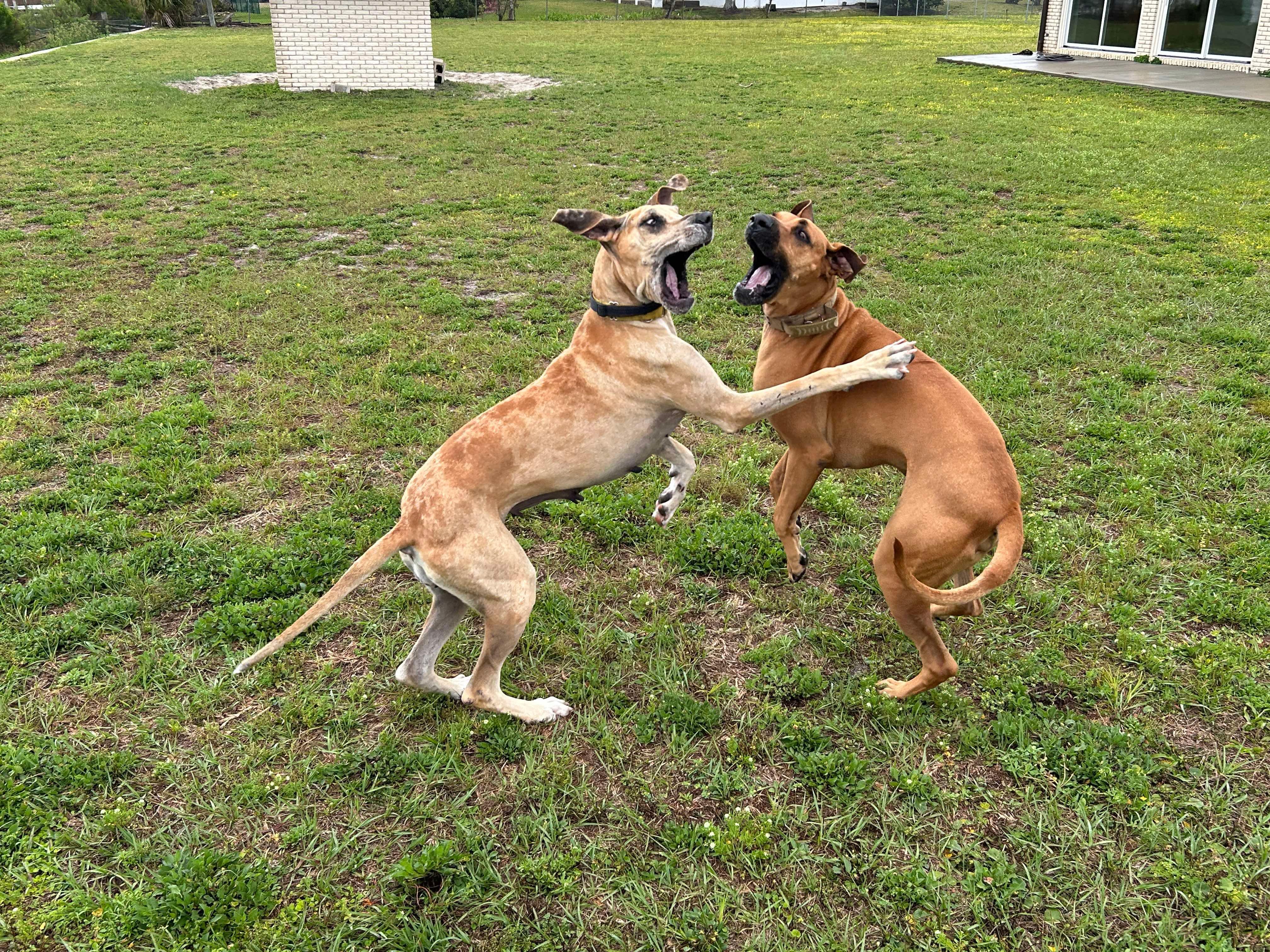 Xena, a Adoptable Great Dane in Pensacola, FL image 6/6