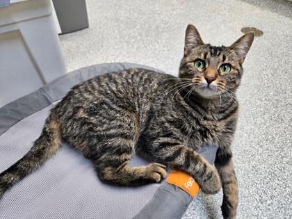 Darlin, Adoptable, Young Female Domestic Short Hair & Tabby.