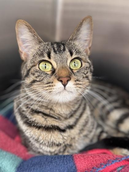 Enlarge Darlin, a Adoptable mixed breed in Tinley Park, IL image 2/2