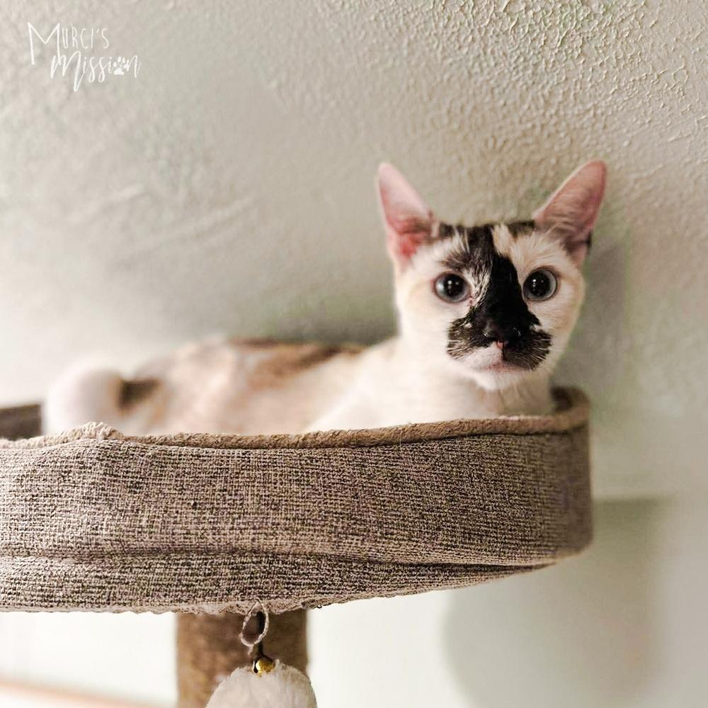 Crown, Adoptable, Adult Female Domestic Short Hair.