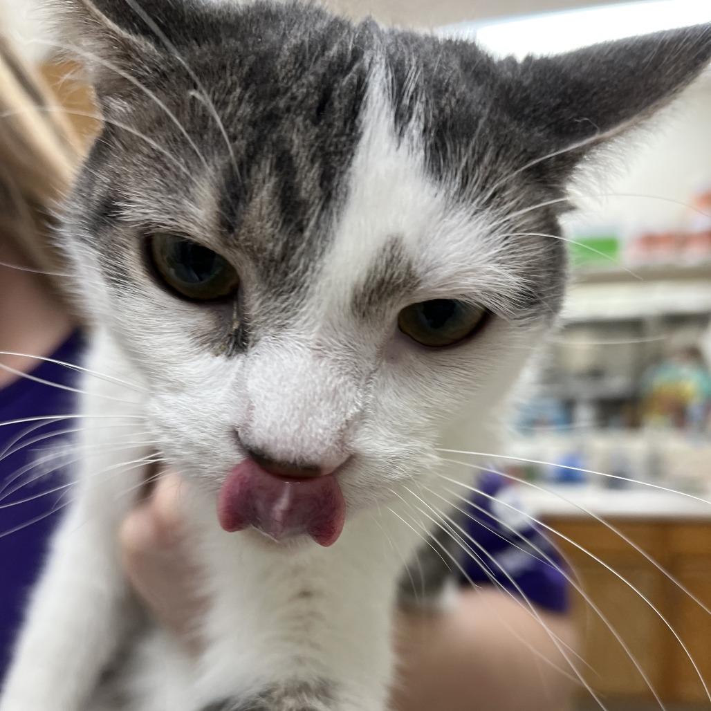 Jack, Adoptable, Young Male Domestic Short Hair.