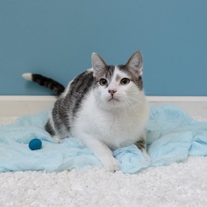 Enlarge Jack, a Adoptable Domestic Short Hair in Pekin, IL image 2/5