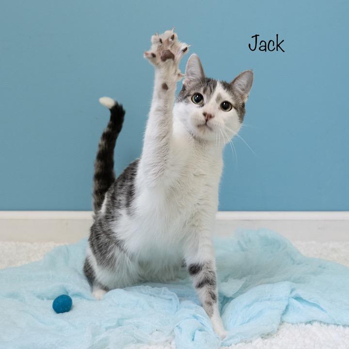 Enlarge Jack, a Adoptable Domestic Short Hair in Pekin, IL image 3/5