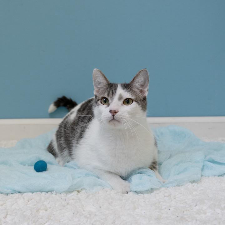 Enlarge Jack, a Adoptable Domestic Short Hair in Pekin, IL image 4/5