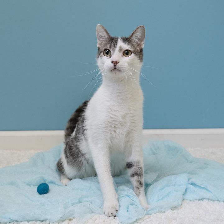 Enlarge Jack, a Adoptable Domestic Short Hair in Pekin, IL image 5/5