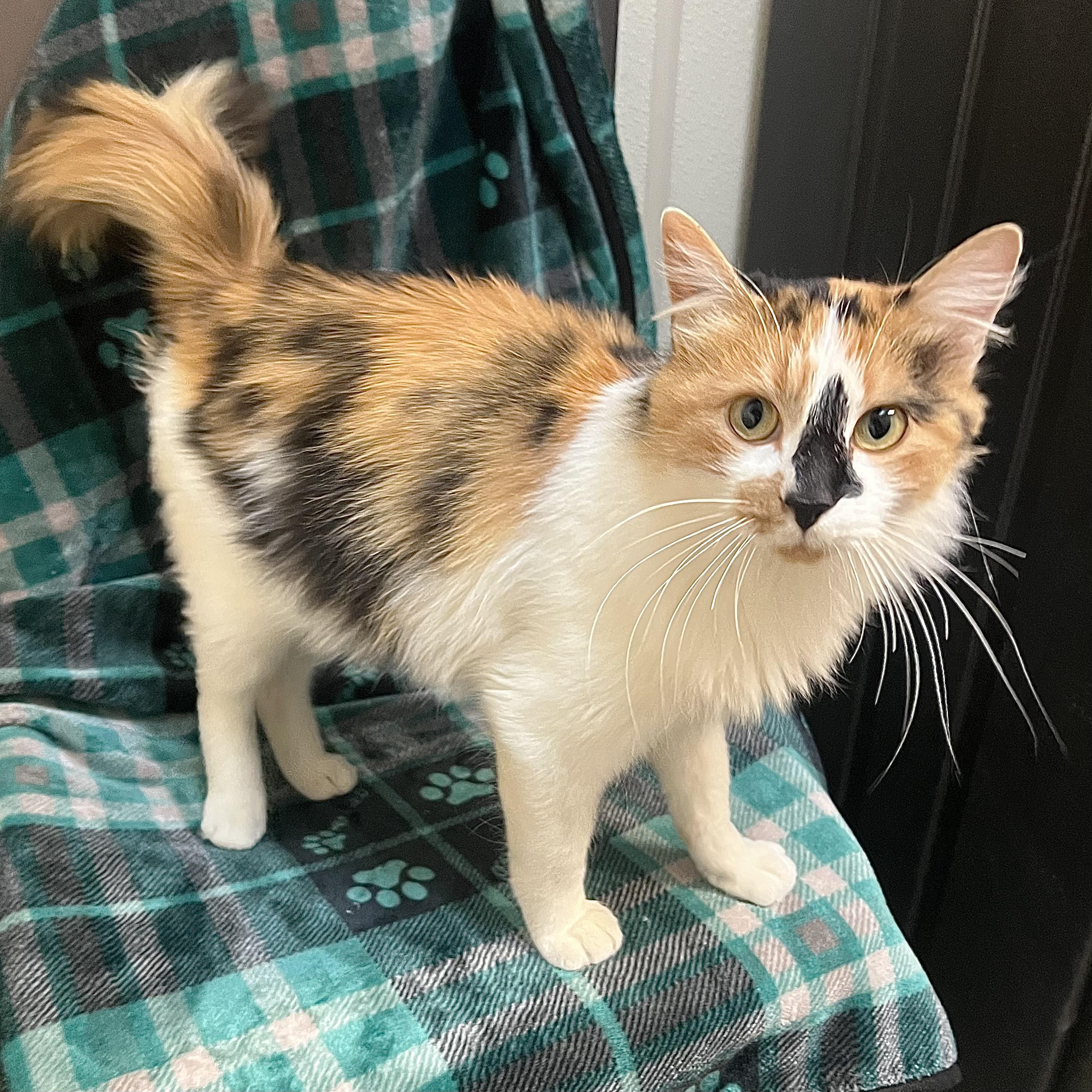 Calida **NO FEE** (Sponsored by Judie’s Country Store), Adoptable, Adult Female Domestic Long Hair.