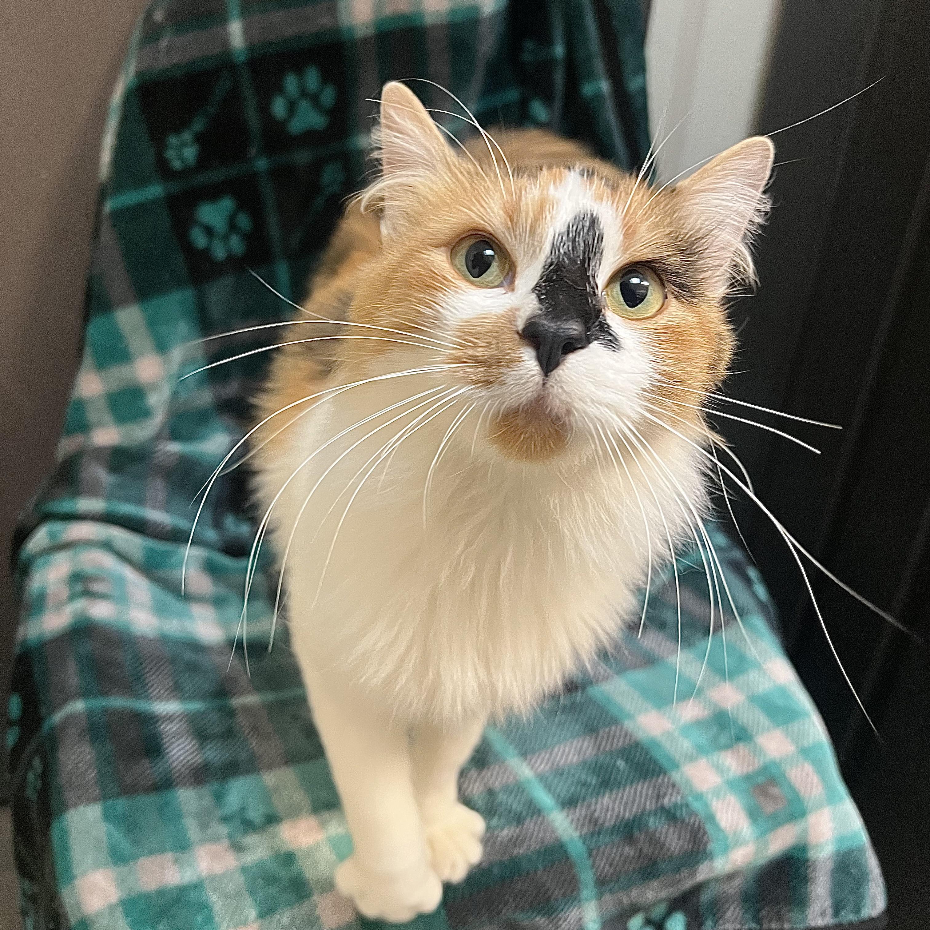 Calida **NO FEE** (Sponsored by Judie’s Country Store), a Adoptable Domestic Long Hair in Fairmont, MN image 3/6