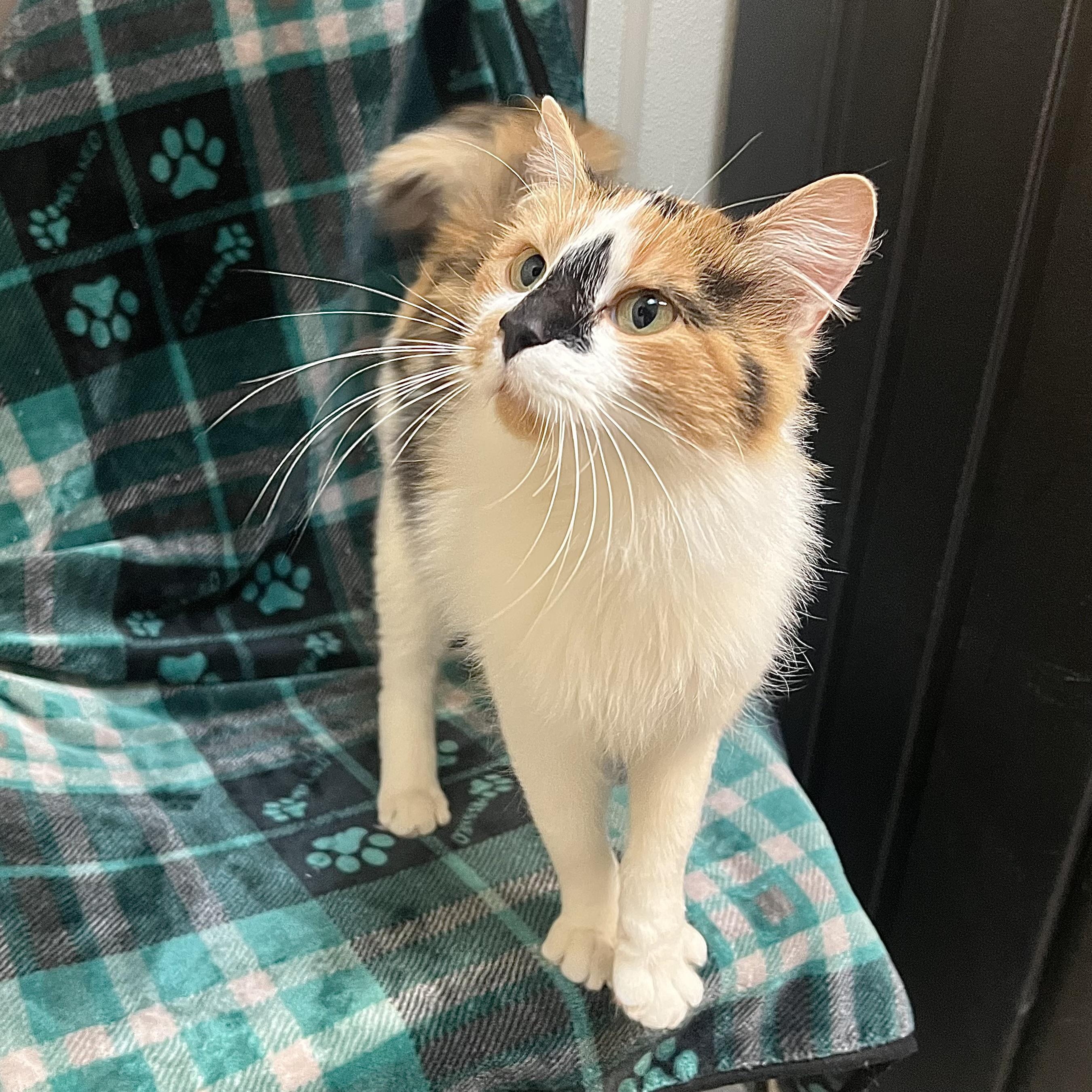 Calida **NO FEE** (Sponsored by Judie’s Country Store), a Adoptable Domestic Long Hair in Fairmont, MN image 6/6