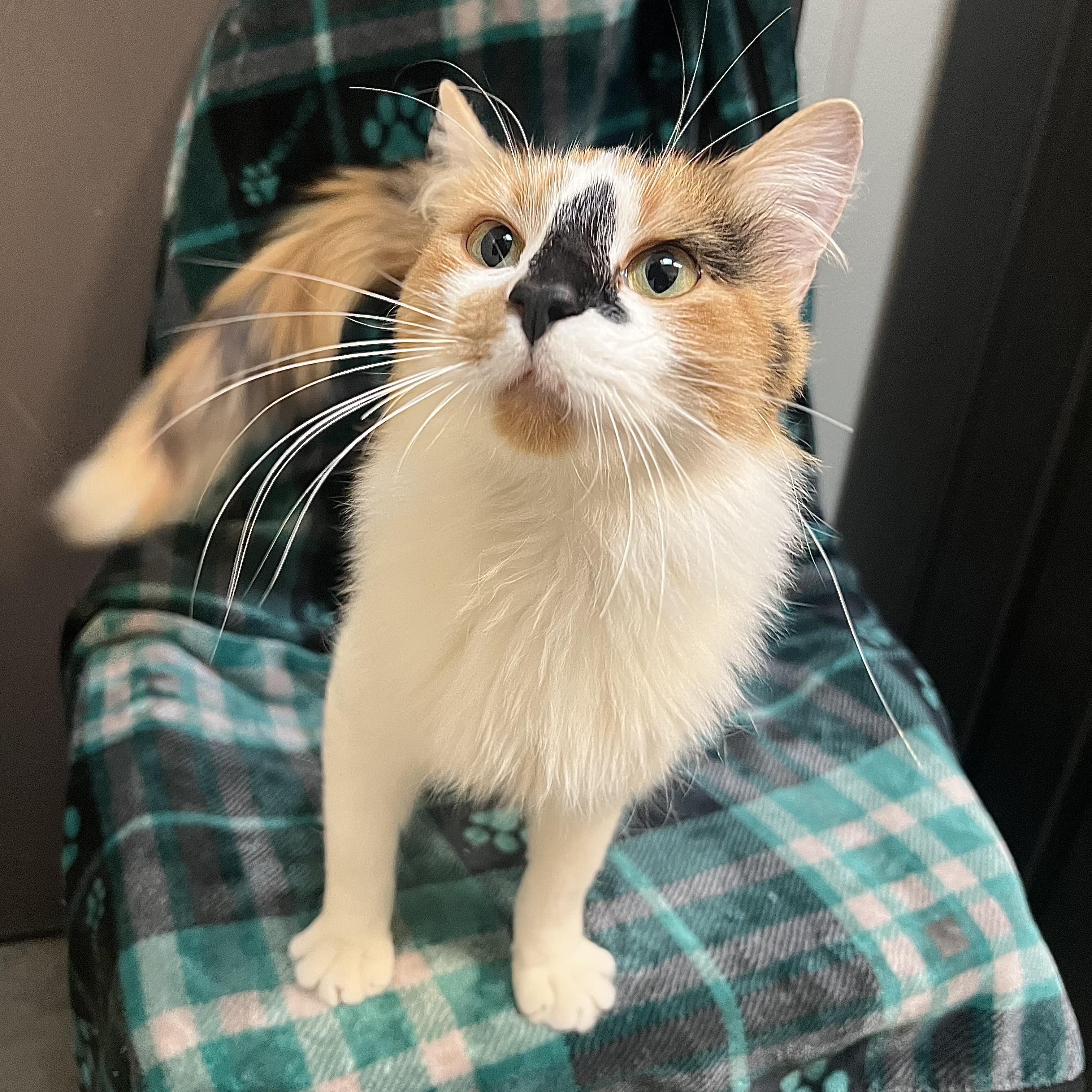 Calida **NO FEE** (Sponsored by Judie’s Country Store), a Adoptable Domestic Long Hair in Fairmont, MN image 5/6