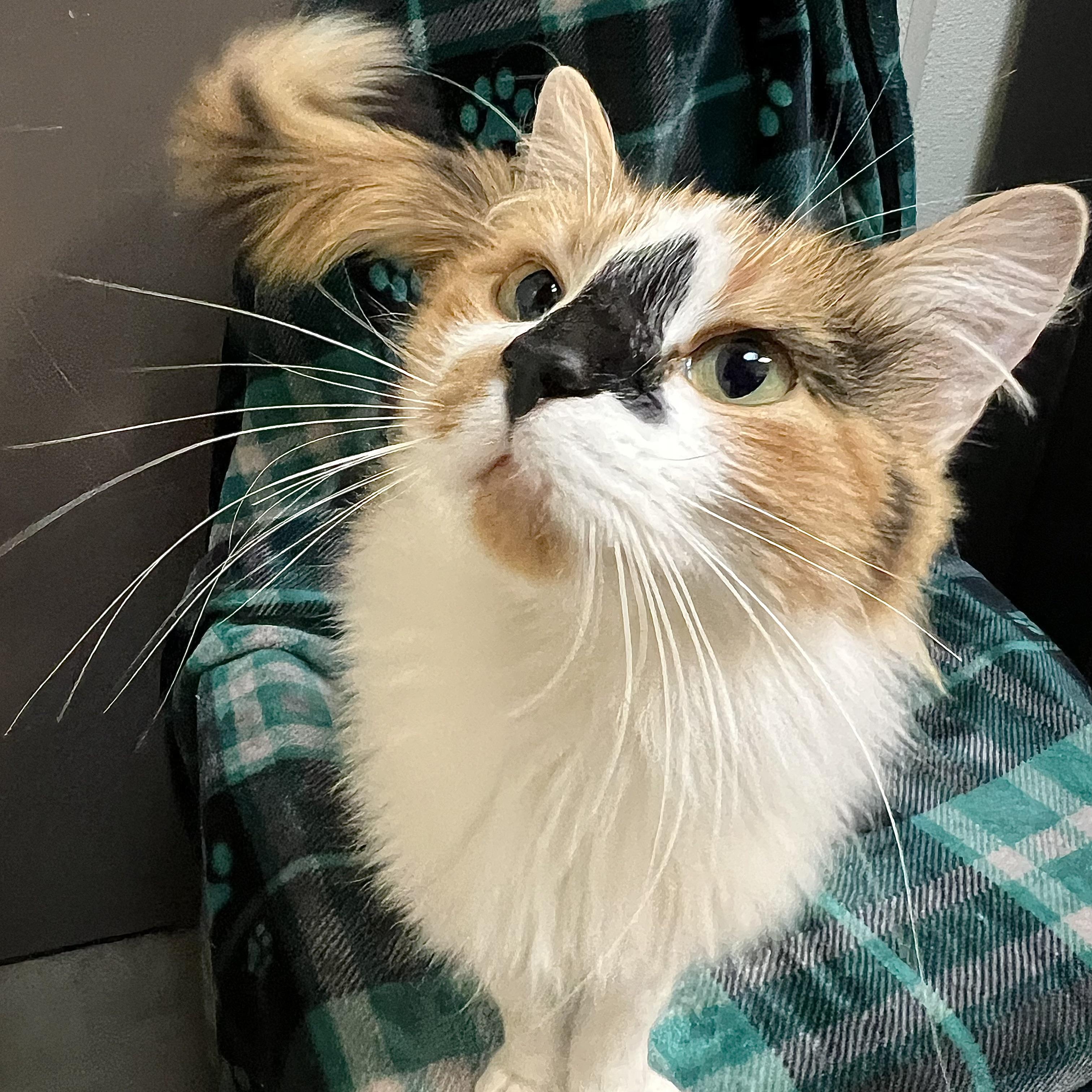 Calida **NO FEE** (Sponsored by Judie’s Country Store), a Adoptable Domestic Long Hair in Fairmont, MN image 2/6